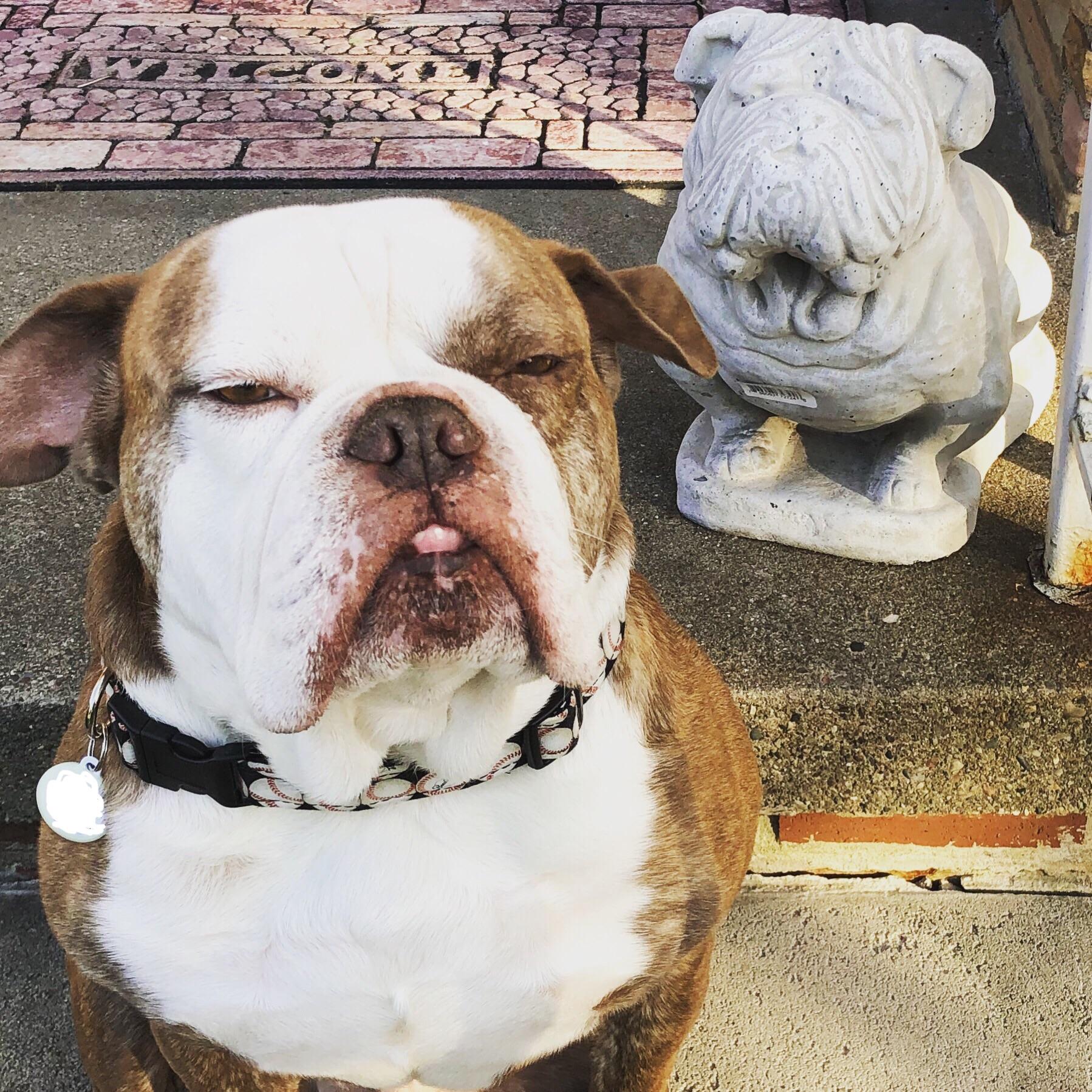 He’s jealous of the stone bulldog. r/Bulldogs