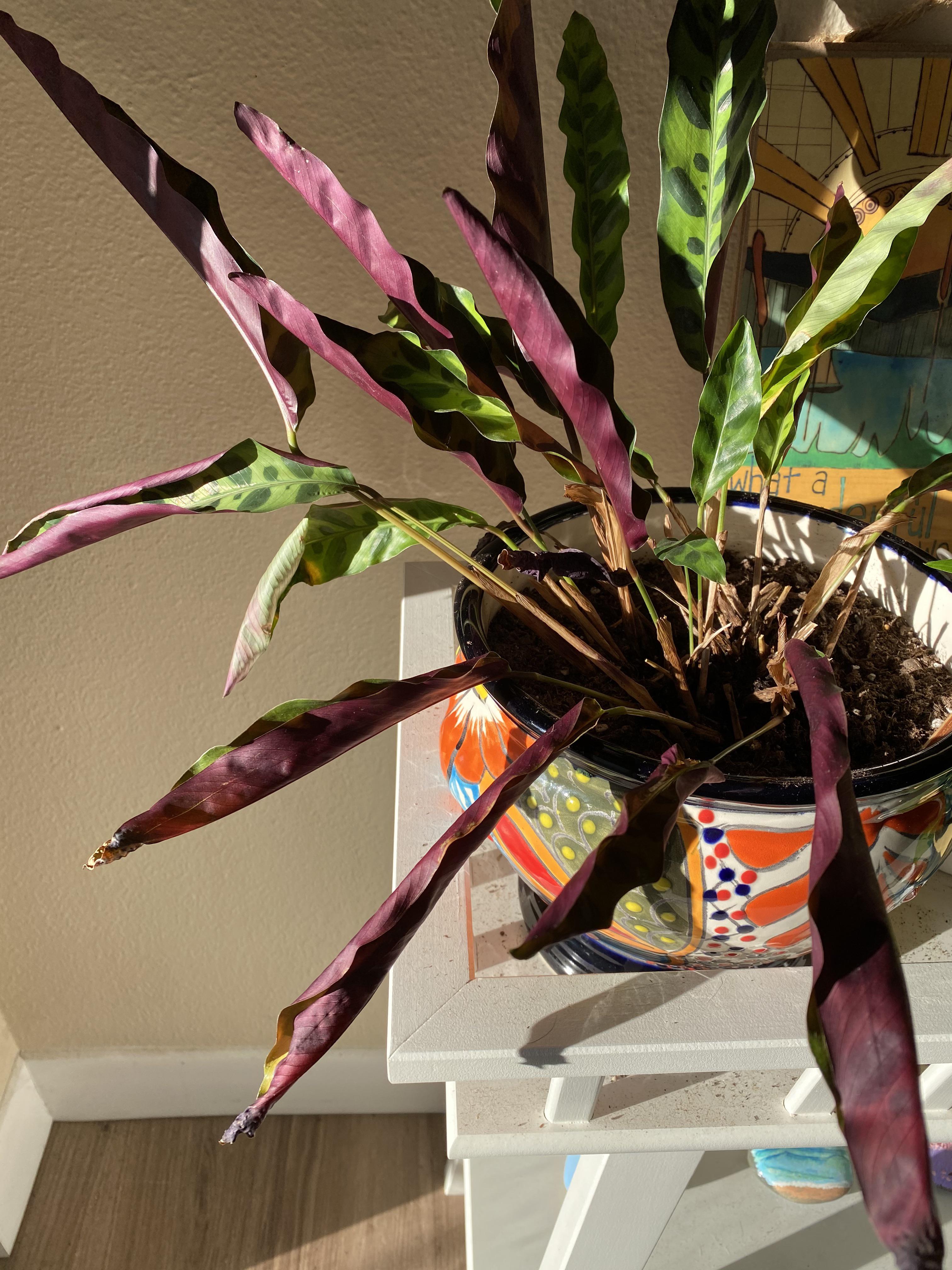 Help with curling and crispy leaves on my rattlesnake calathea r
