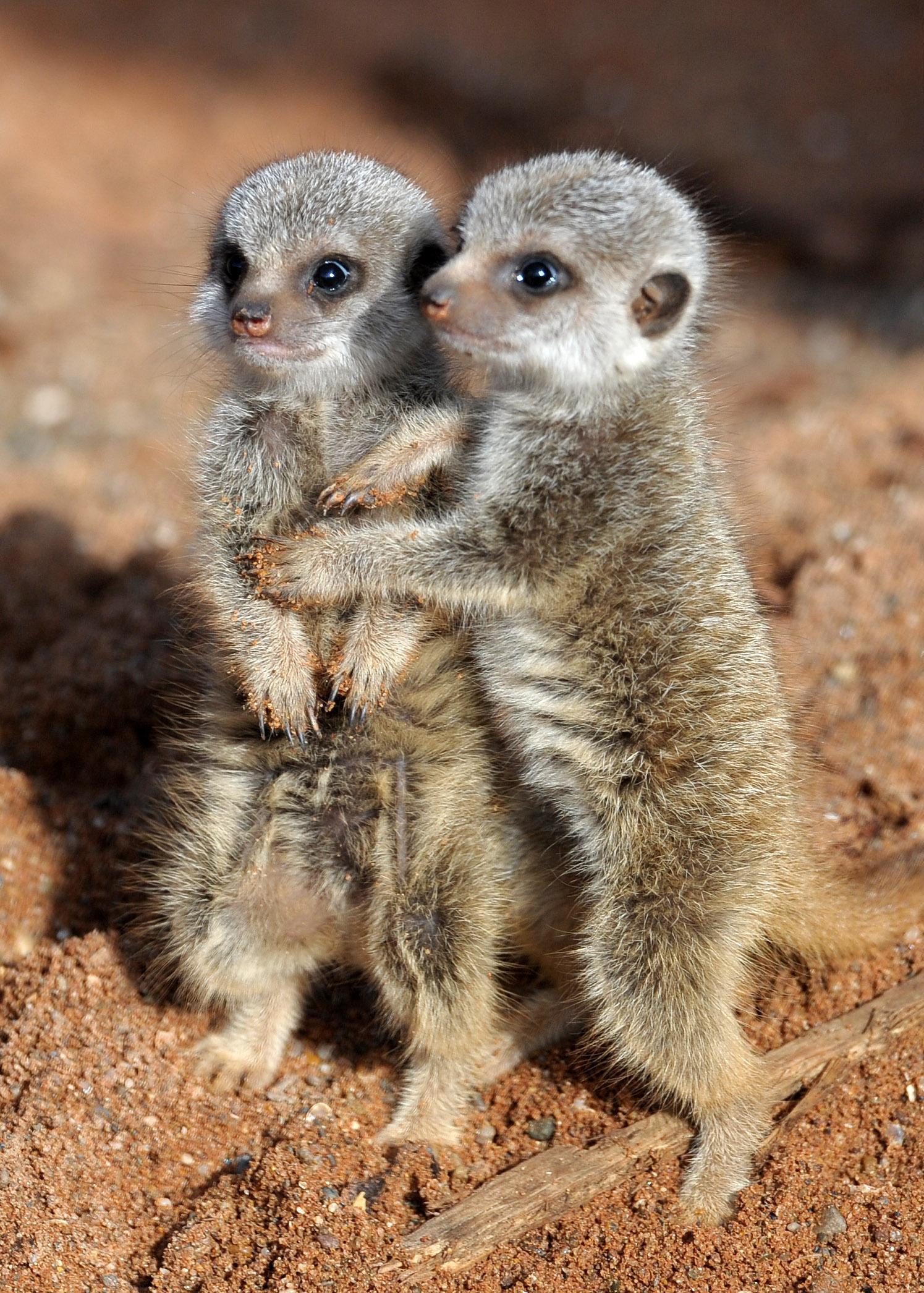 Baby Meerkats