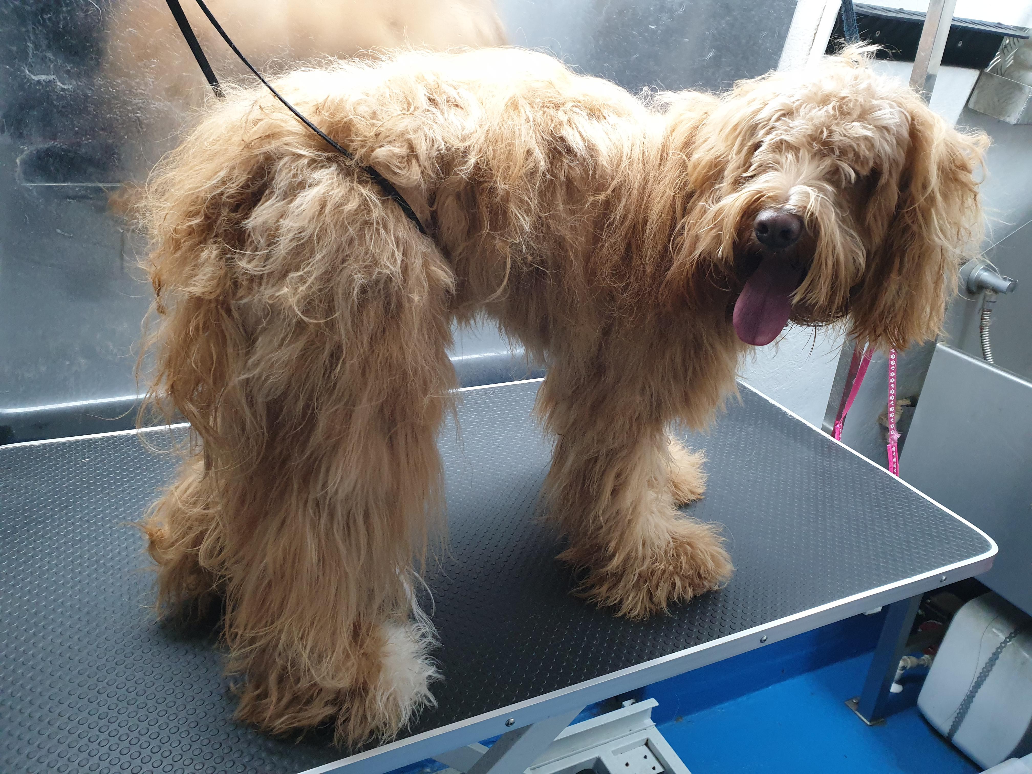 Please help me! Need tips on how to groom a long haired Labradoodle. No