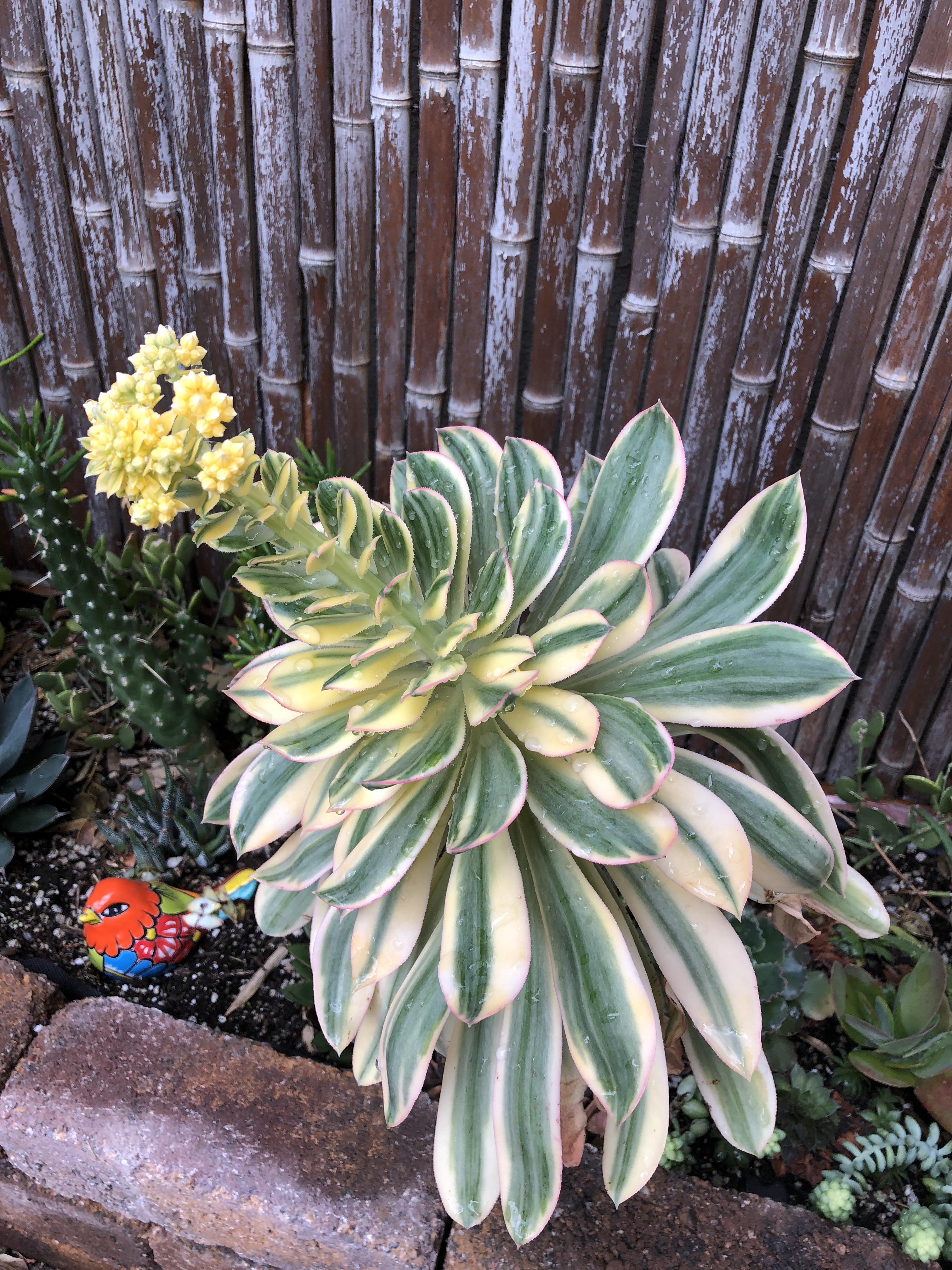 Stretch! succulents