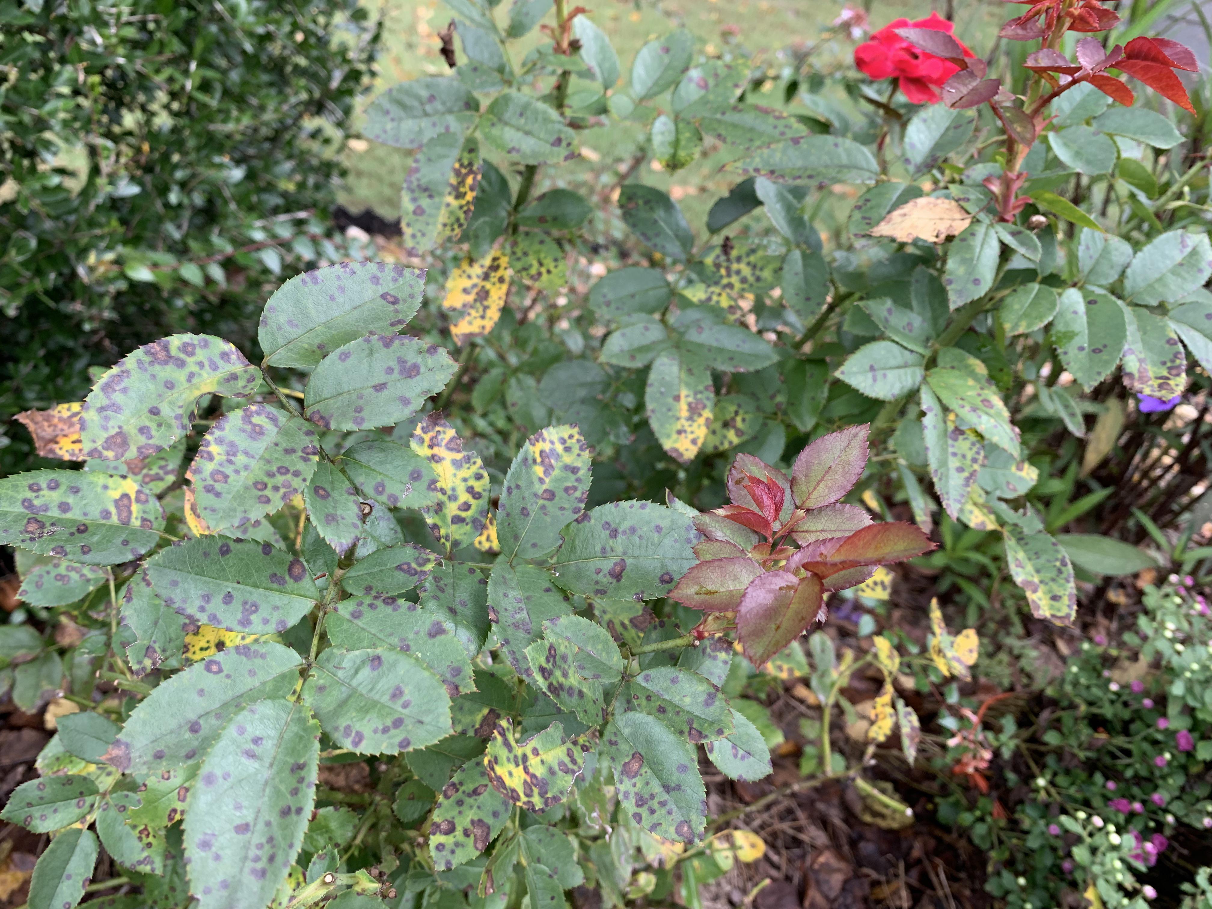 How to save this rose in zone 7b? r/landscaping