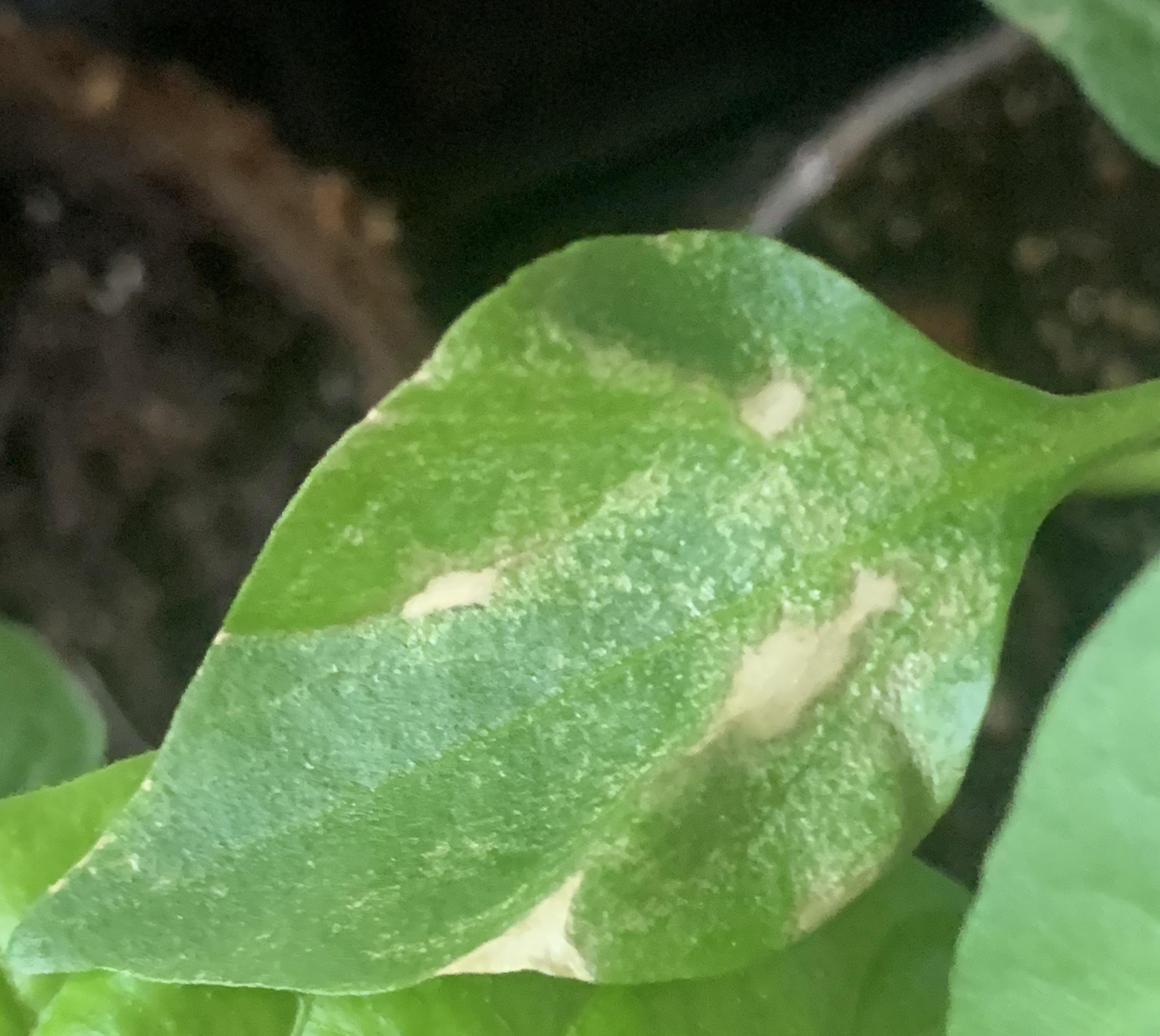 Help identifying white spots on plant leaf? HotPeppers