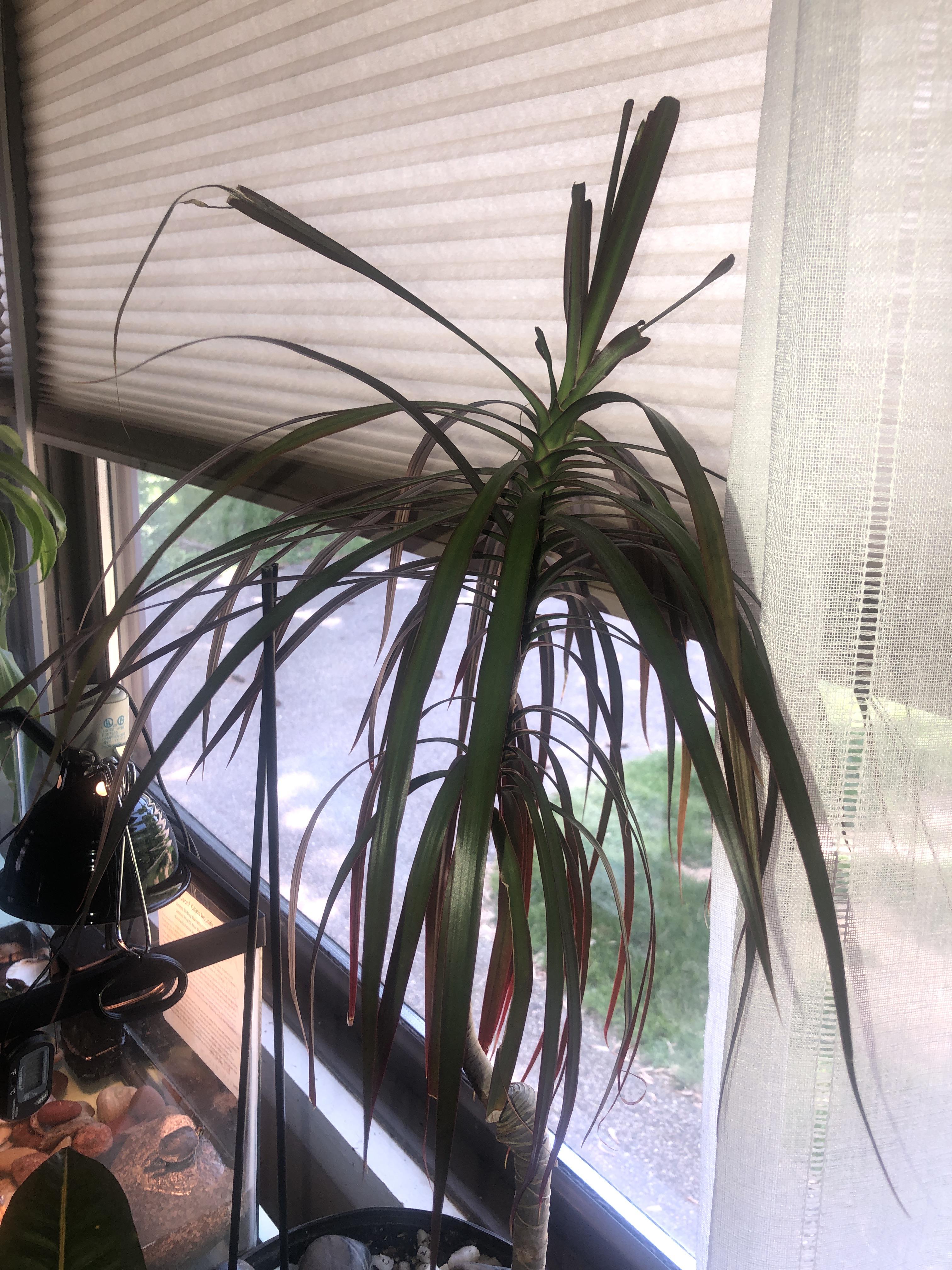 Why is my palm losing leaves r/plantclinic