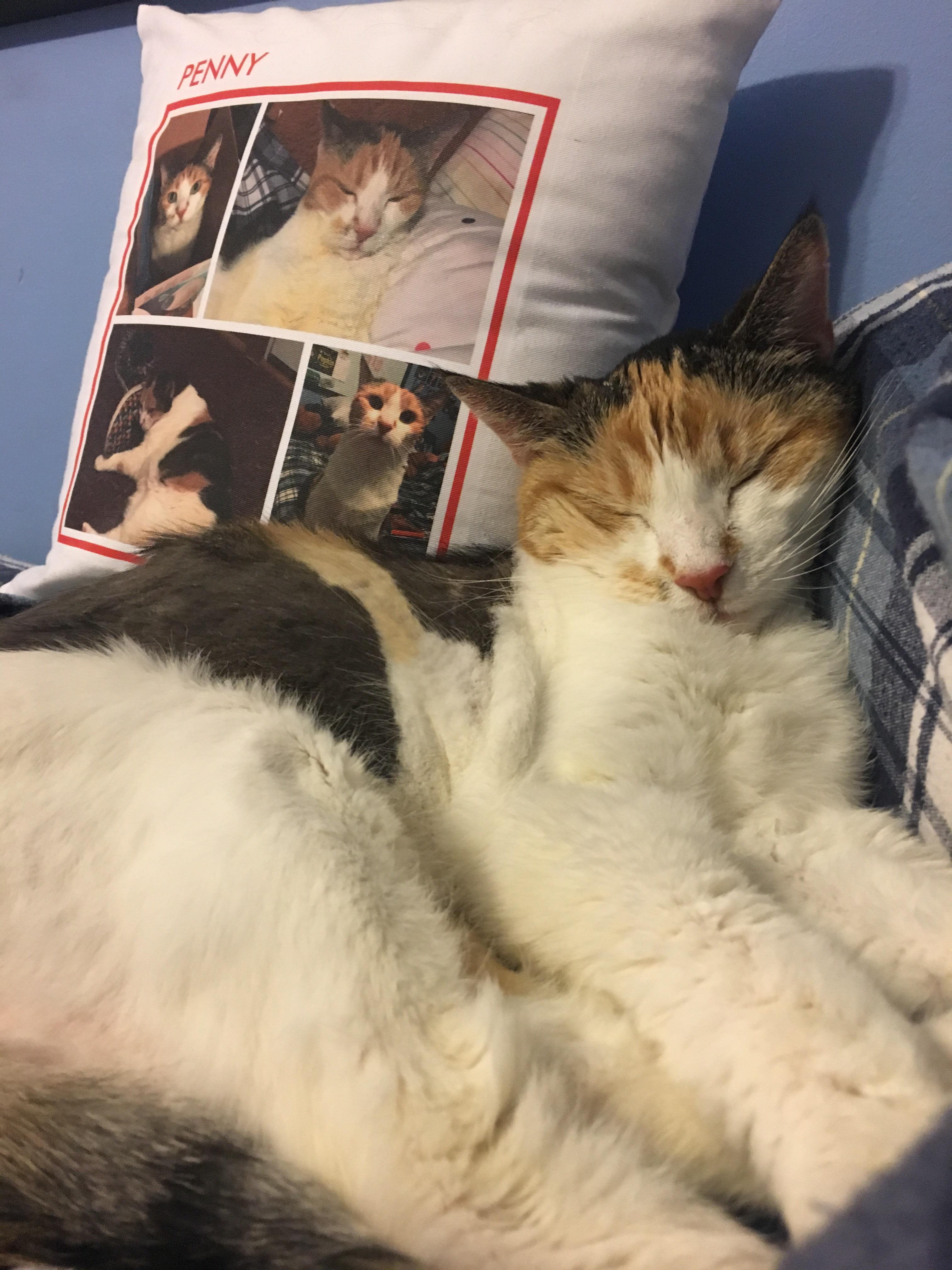 her favorite pillow!!! r/aww