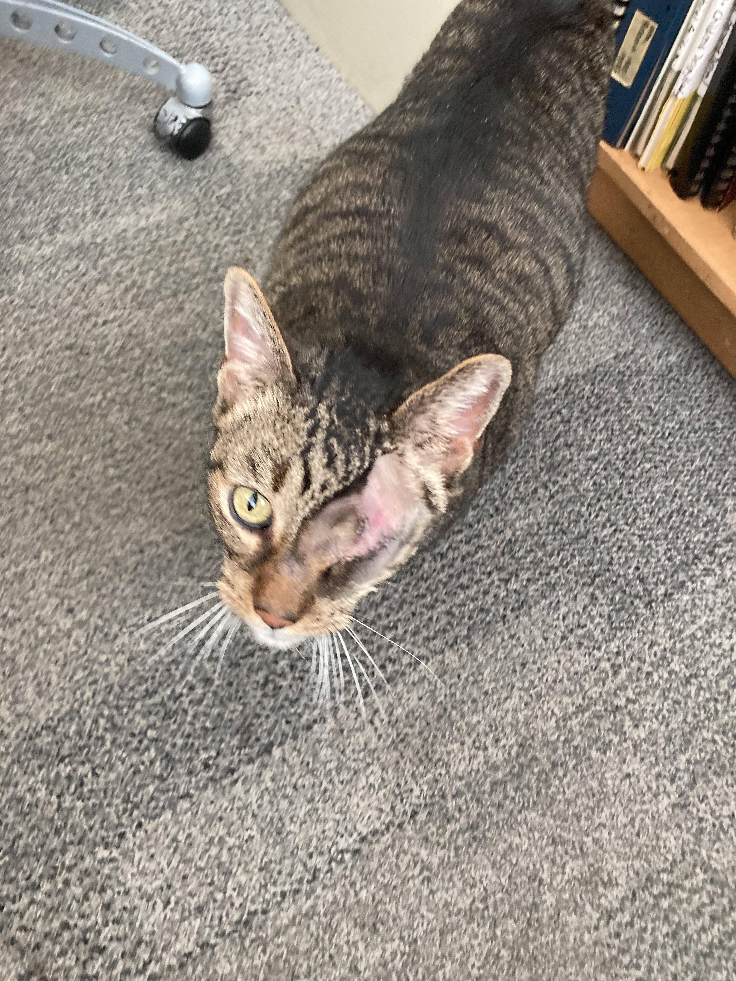 Hello this is monty ..He is recovering from eye remove surgery after