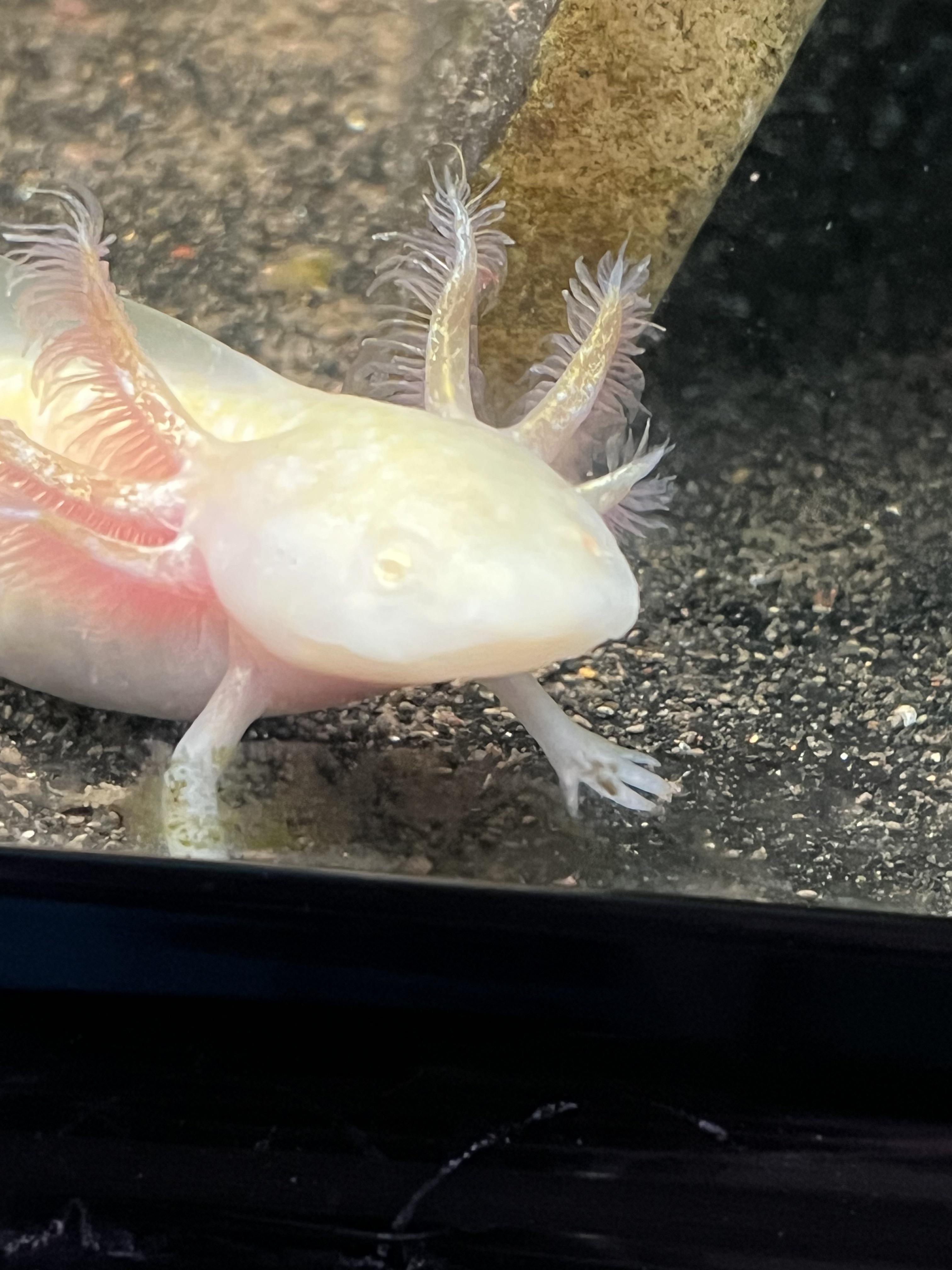 Does anyone know shat’s up with this axolotl’s eyes? Spotted him at the
