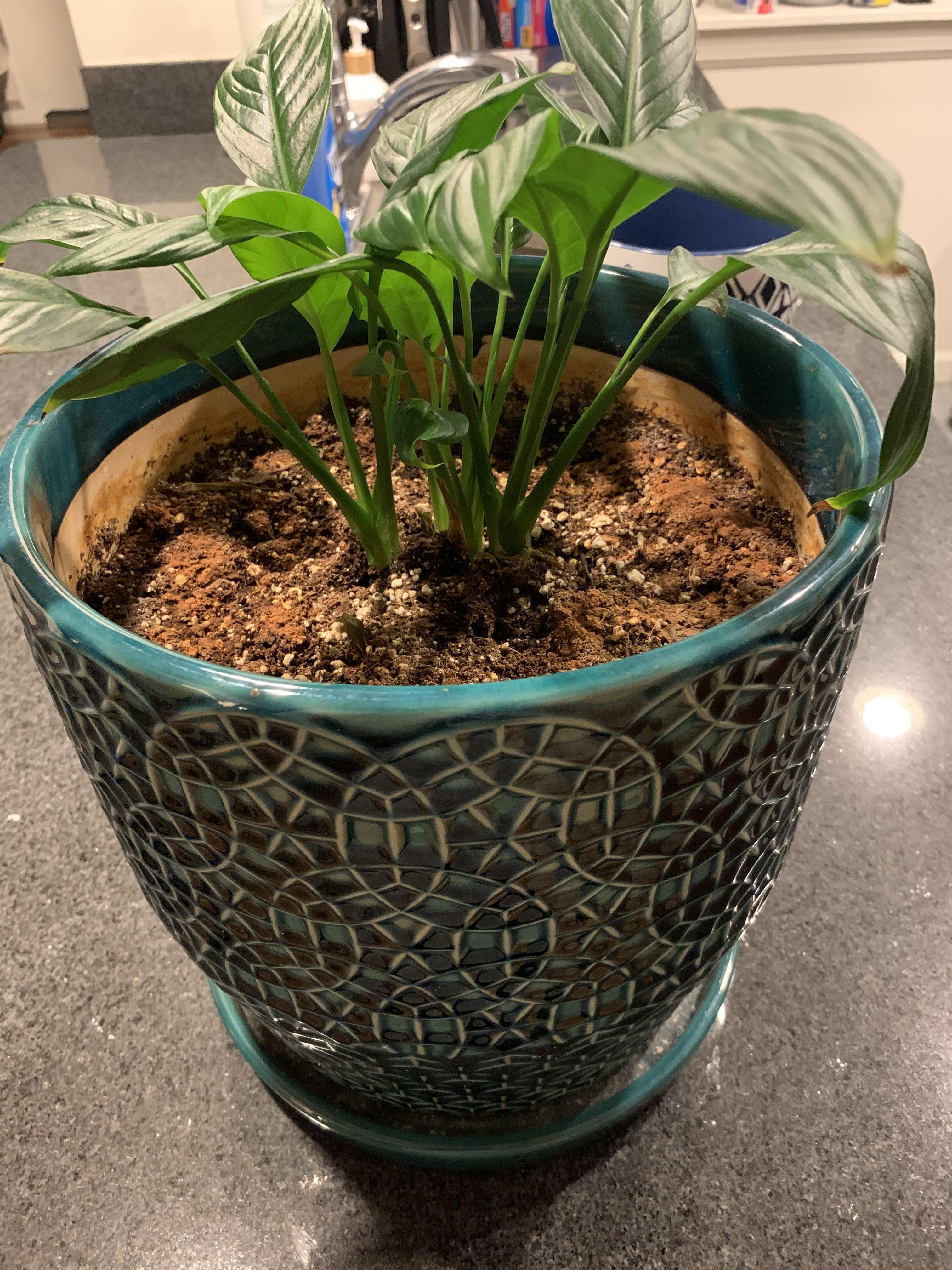 Peace Lily Help! My current pot in the image is definitely too big for