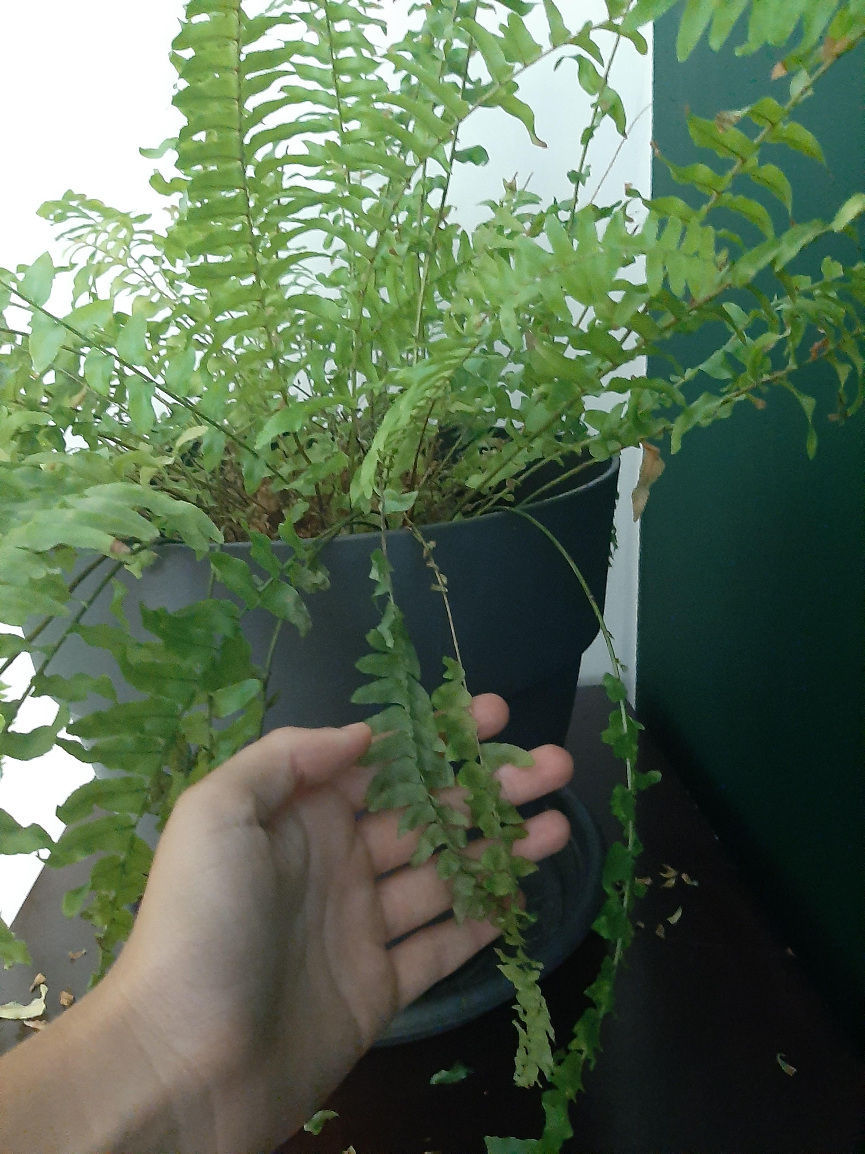 I can't figure out how to give this fern what it needs, it keeps