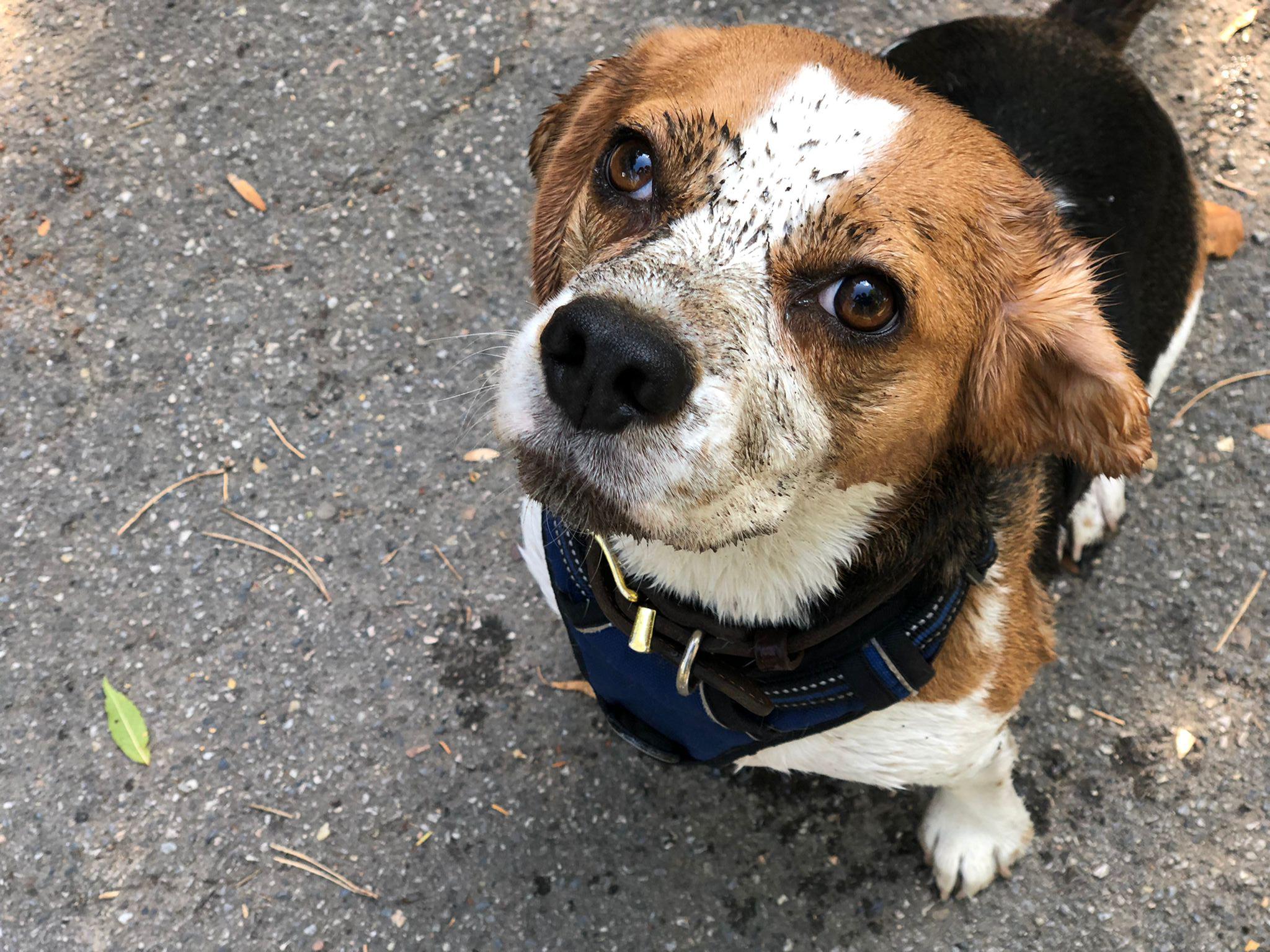A dirty beagle is a happy beagle! r/beagle