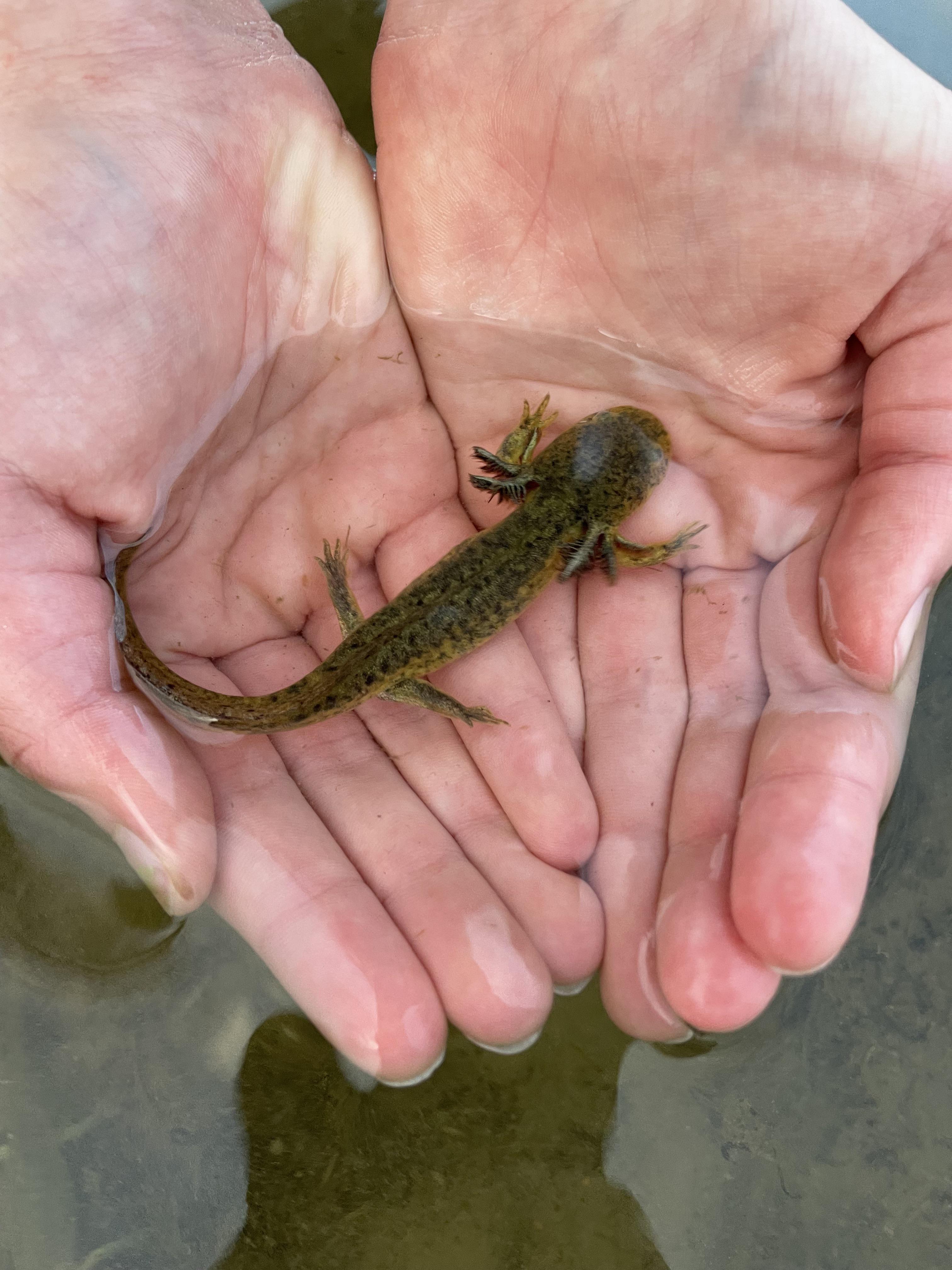What to do? Found a harem of wild axolotls in the middle of nowhere