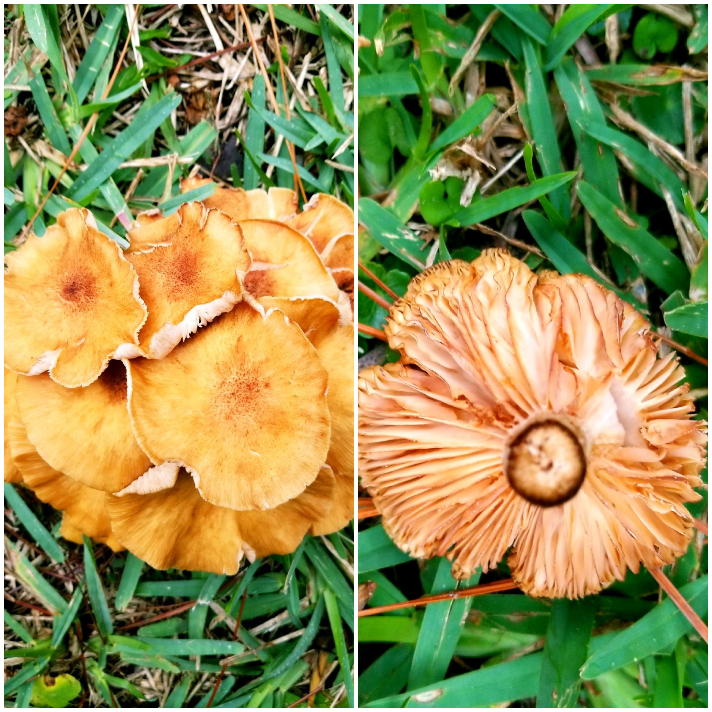to mushrooms here...found in north east florida in grassy area