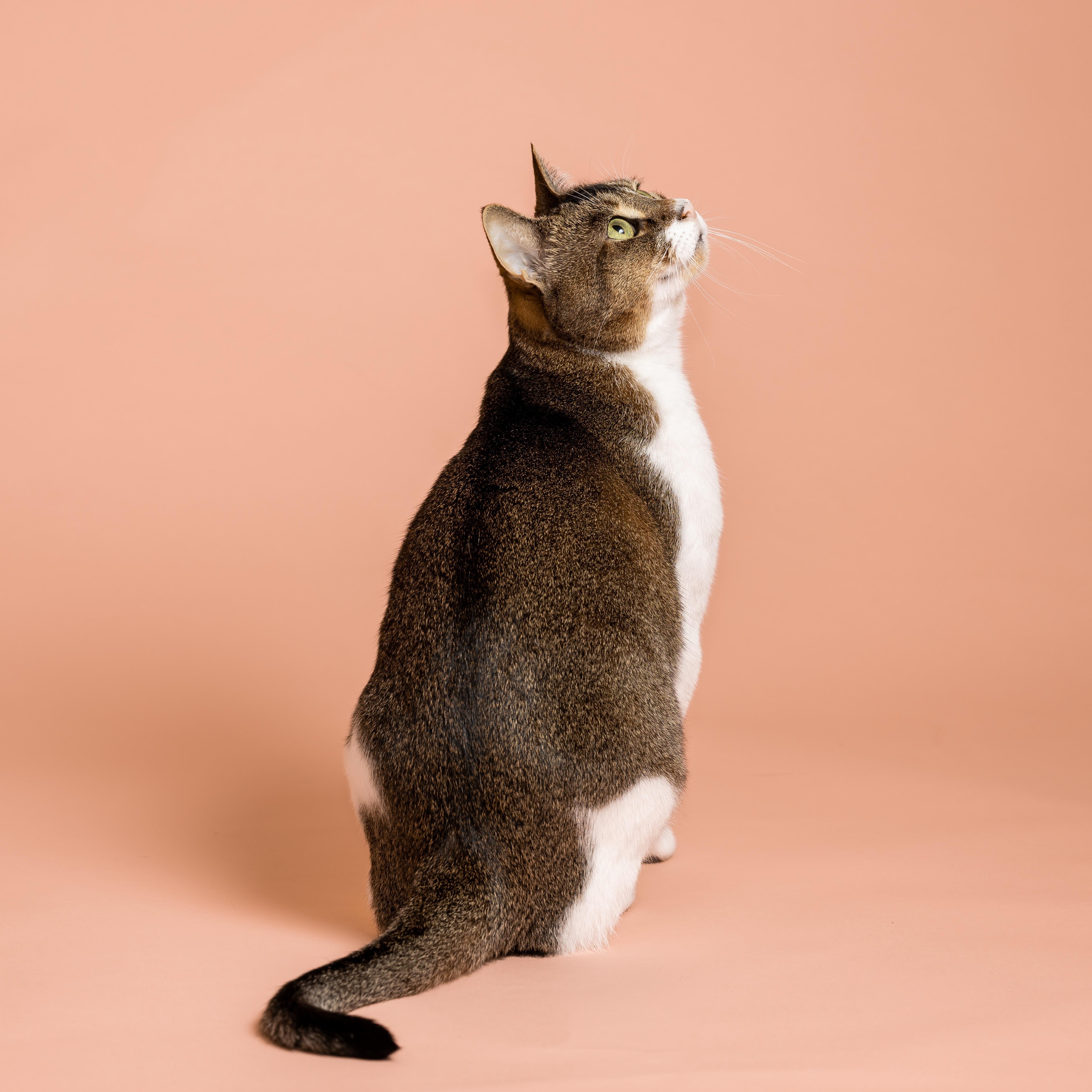 Studio photo of my cat photocritique
