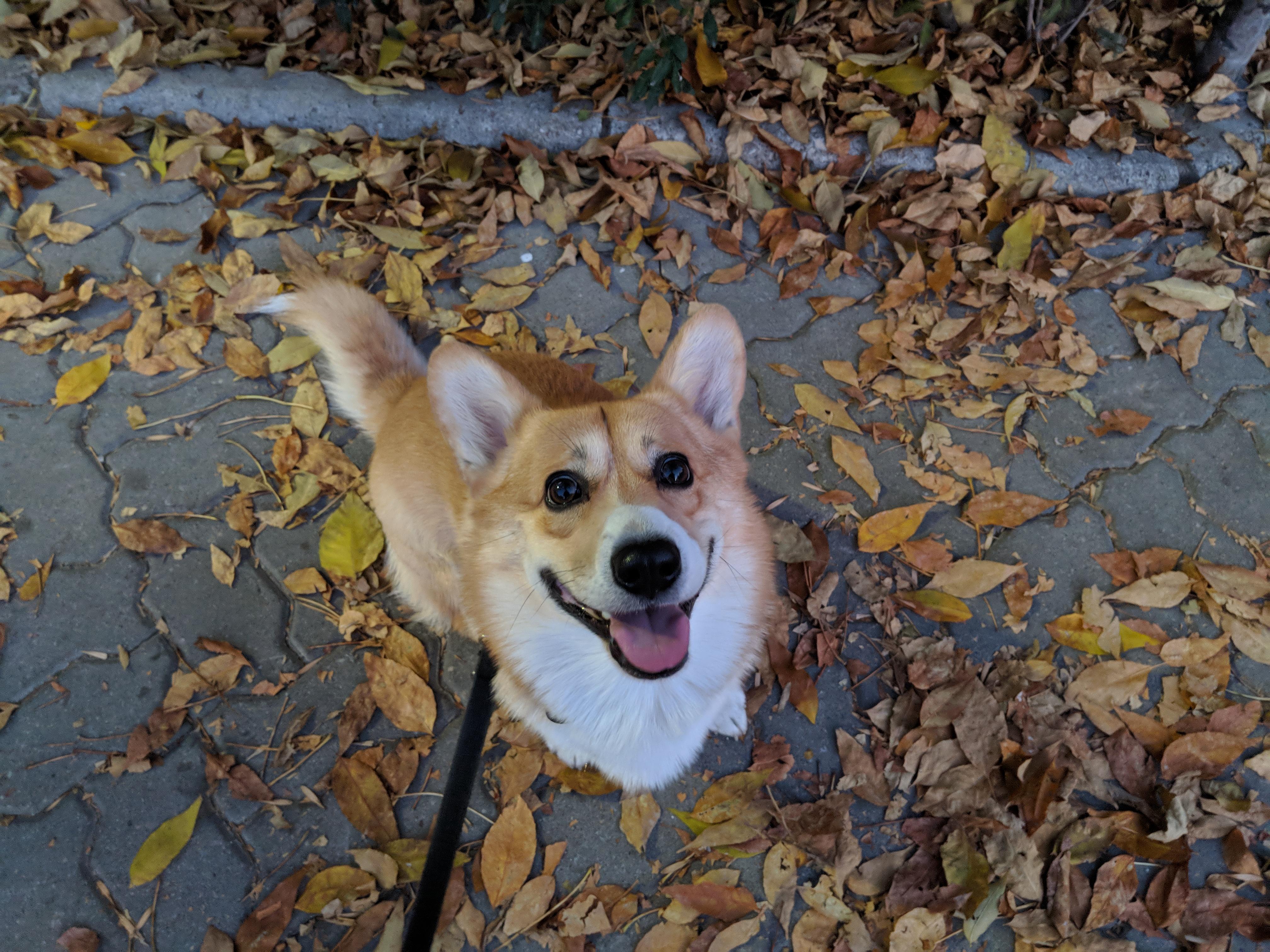 This autumn doggo. Meet Rufus!
