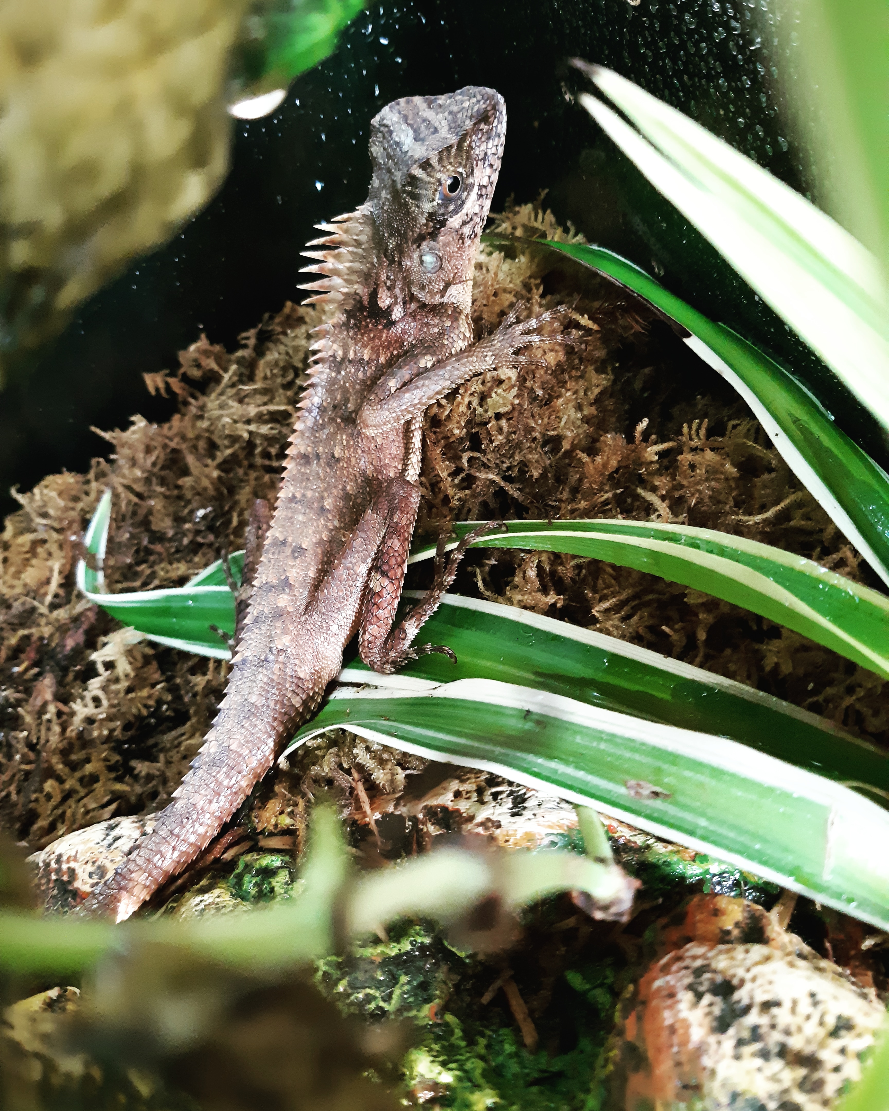 After living in his terrarium for over a year now Larry has finally