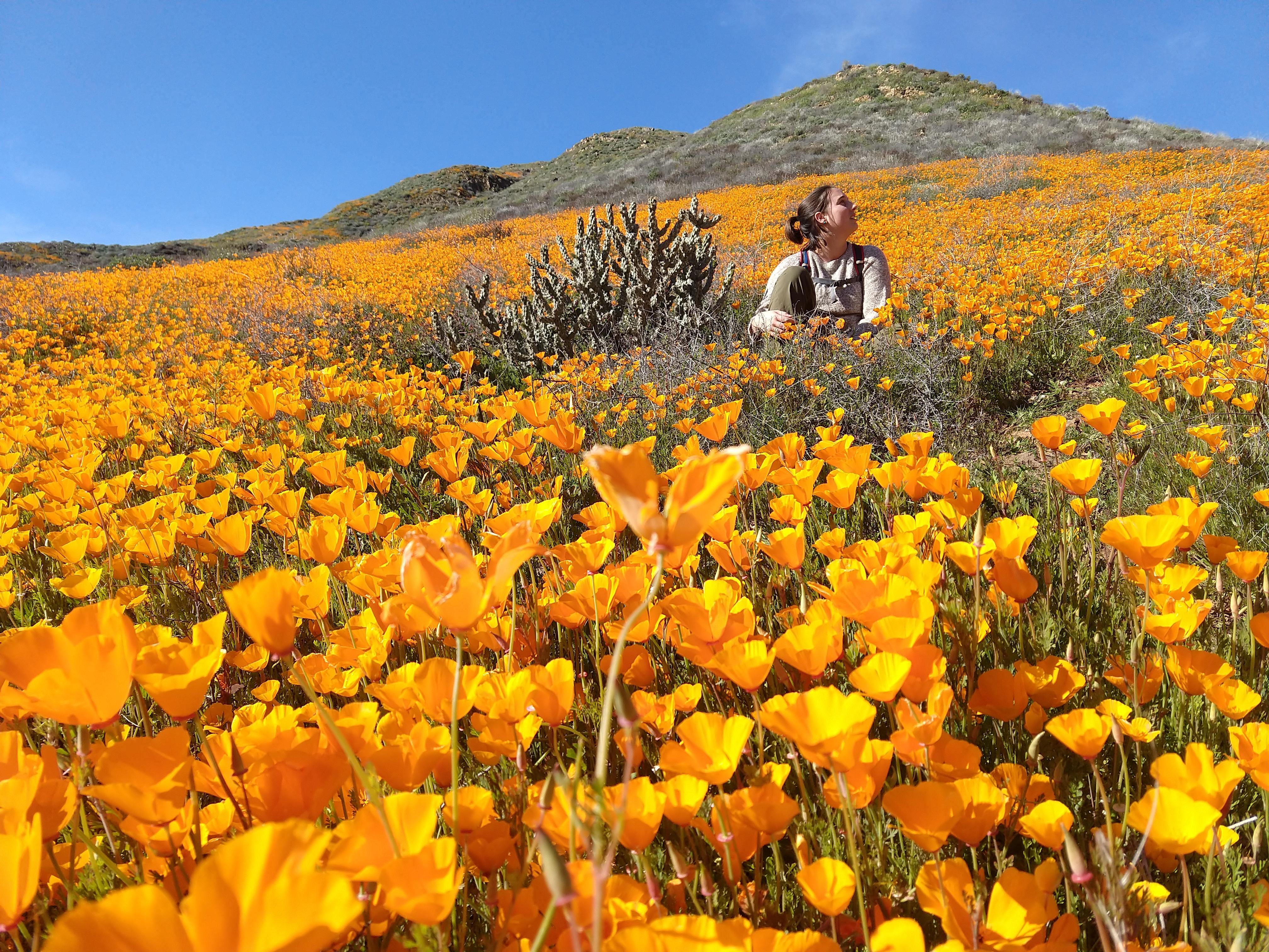 Wild flowers in Walker Canyon r/sandiego