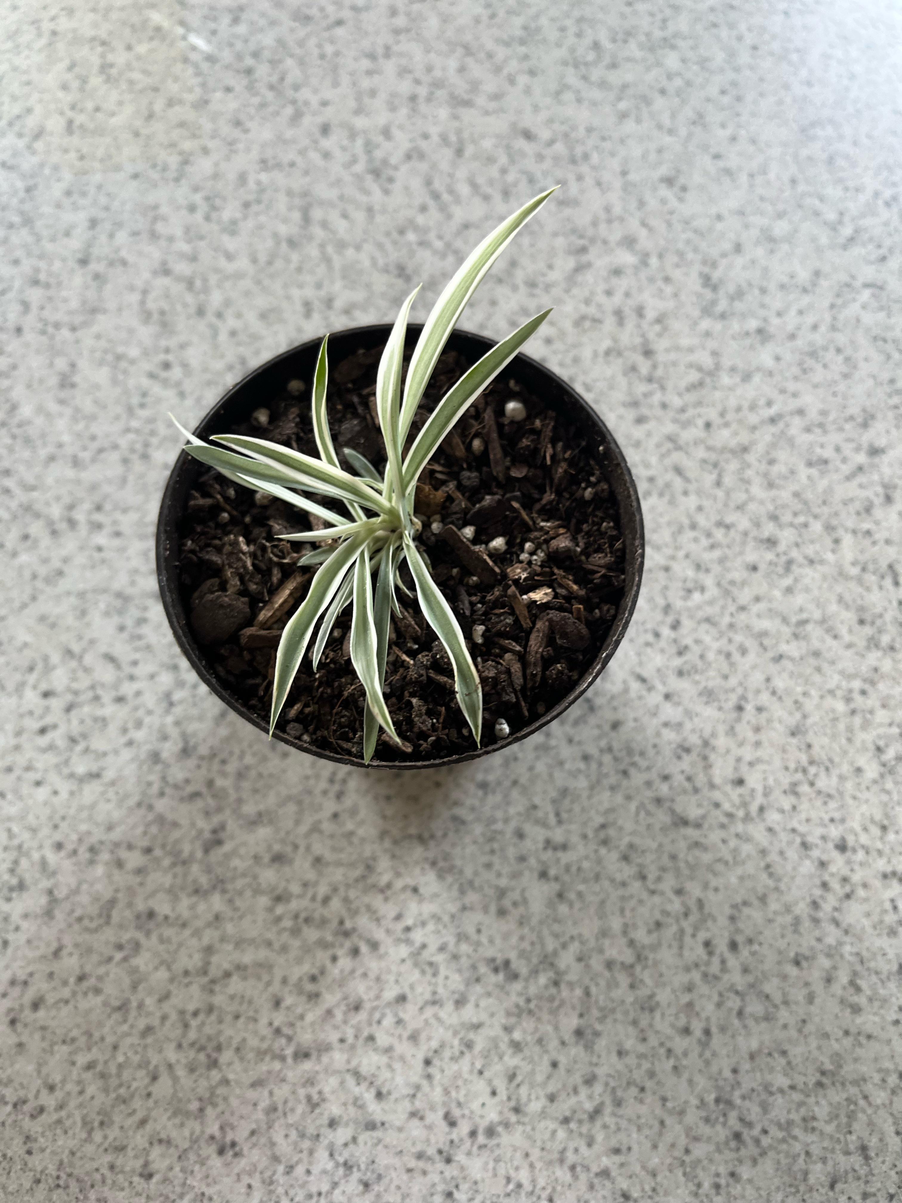 Why does my spider plant look pale? r/plantclinic