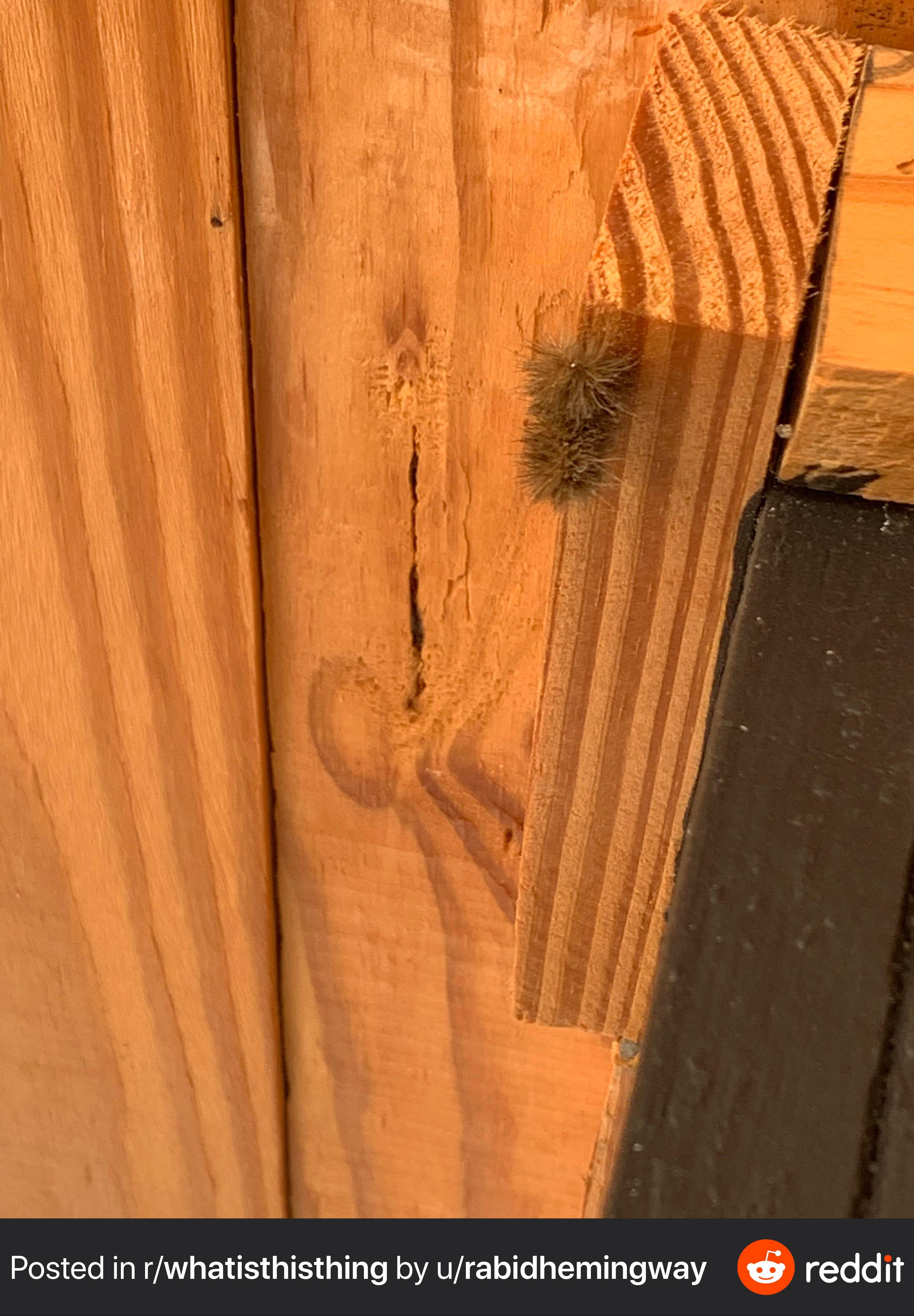 Some kind of caterpillar on my porch in southeast Texas. About an inch long. r/whatsthisbug