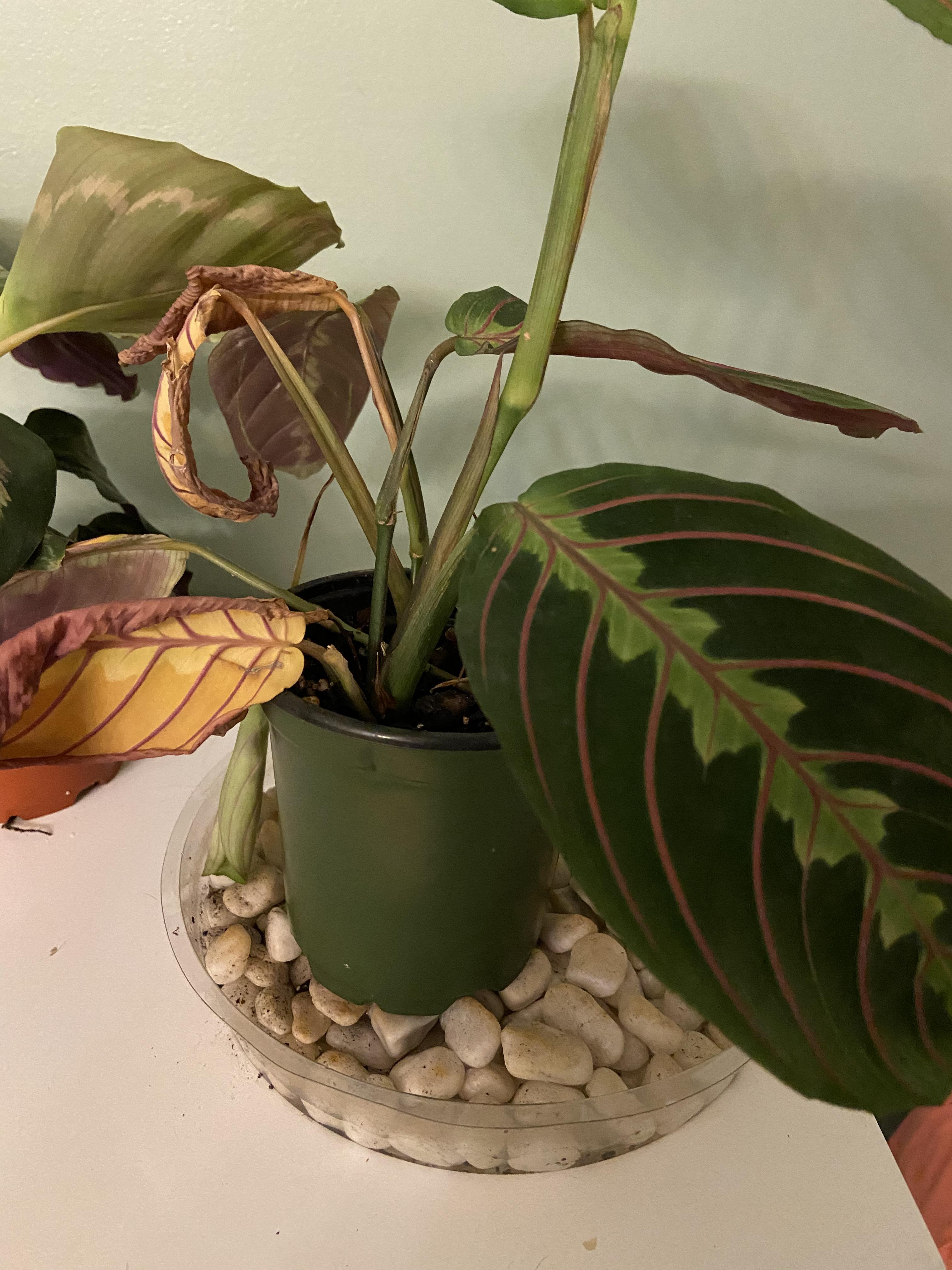 What’s wrong with my prayer plant? r/houseplants