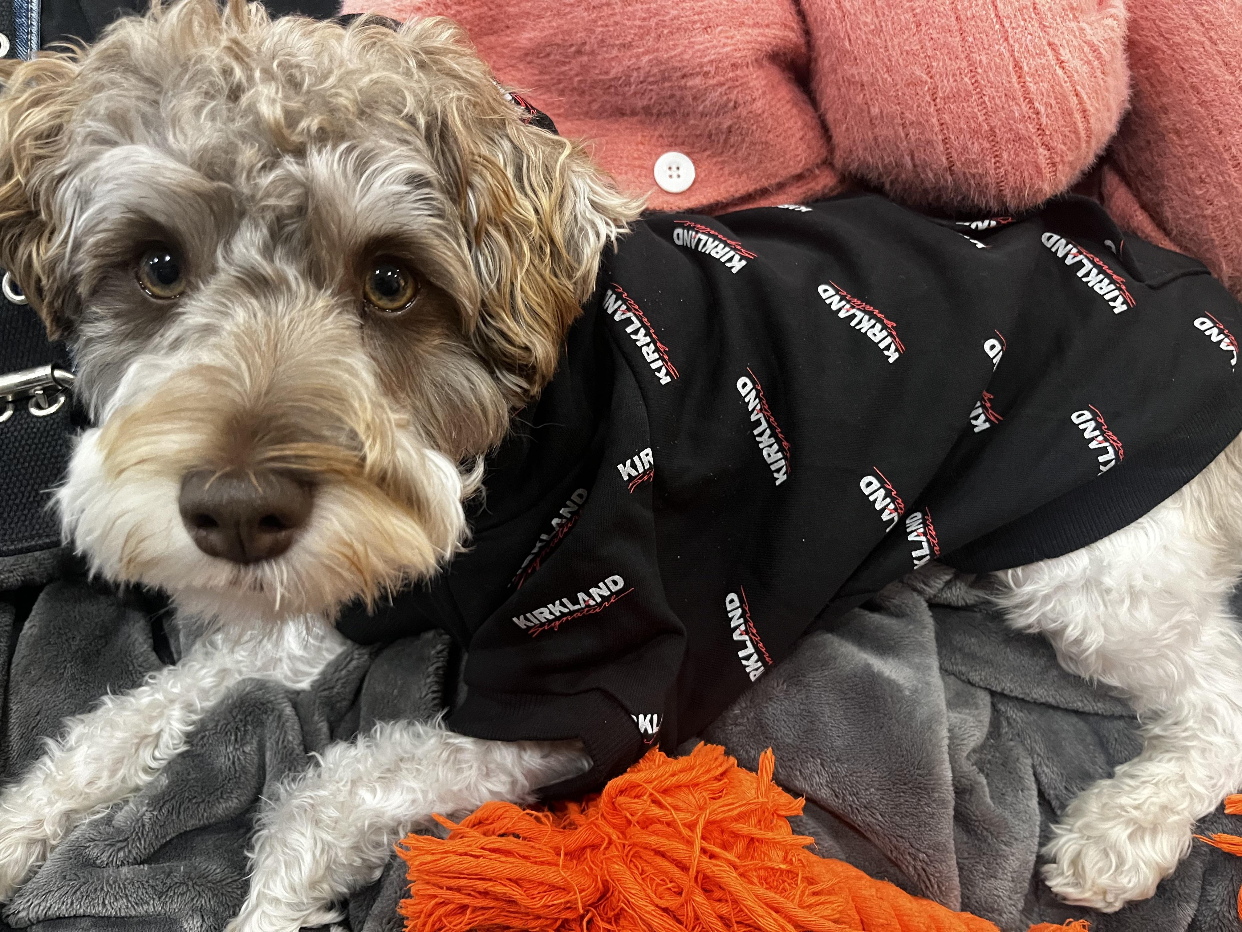 Costco dog clothes, pretty happy with it r/CostcoCanada