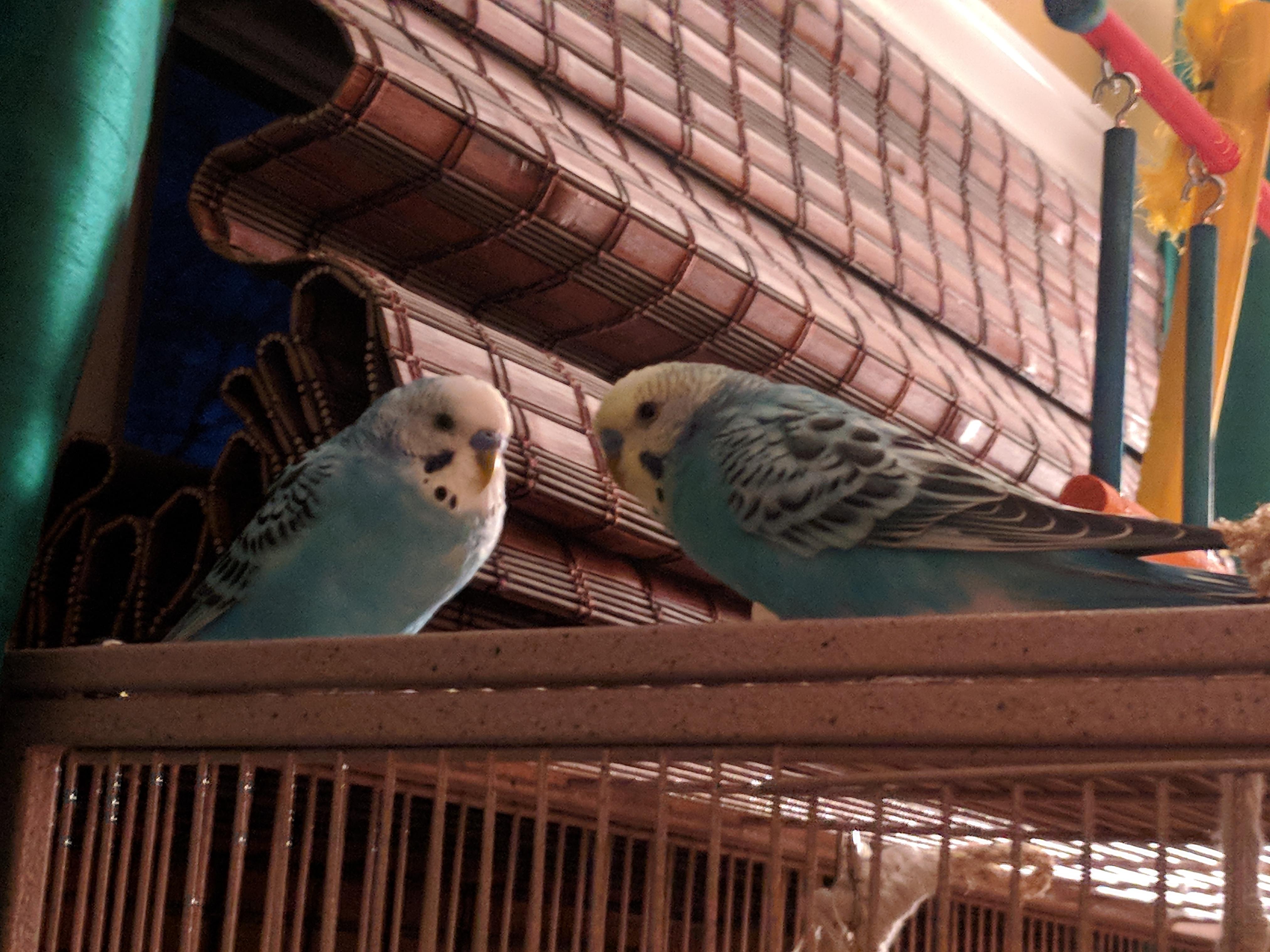 Today My Birbs Came out of Their Cage for the First Time ) parrots