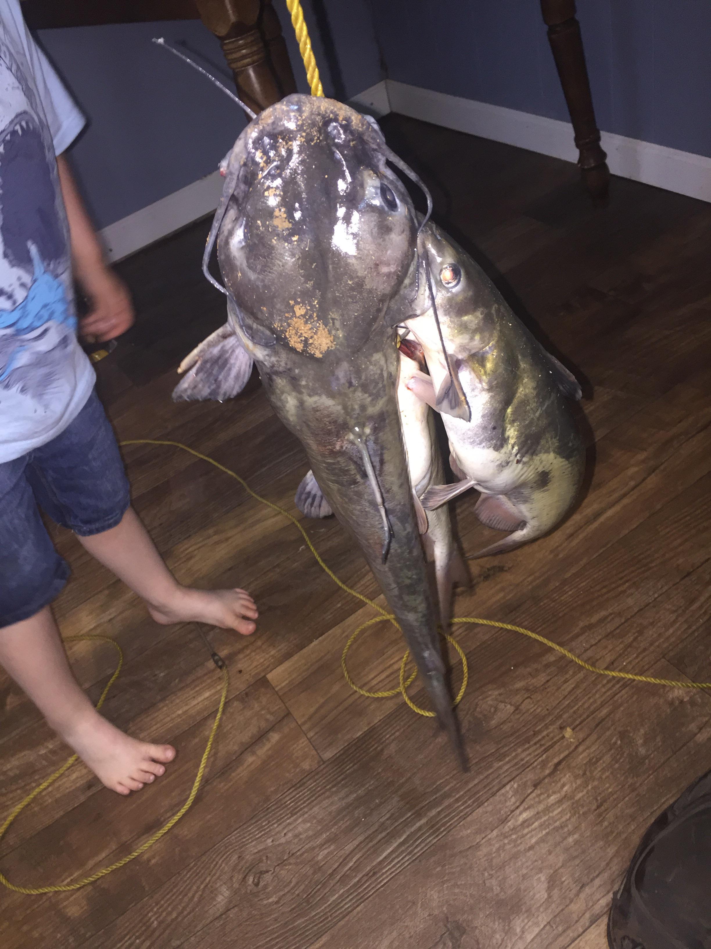 Nice day cat fishing in local lake! r/catfishing