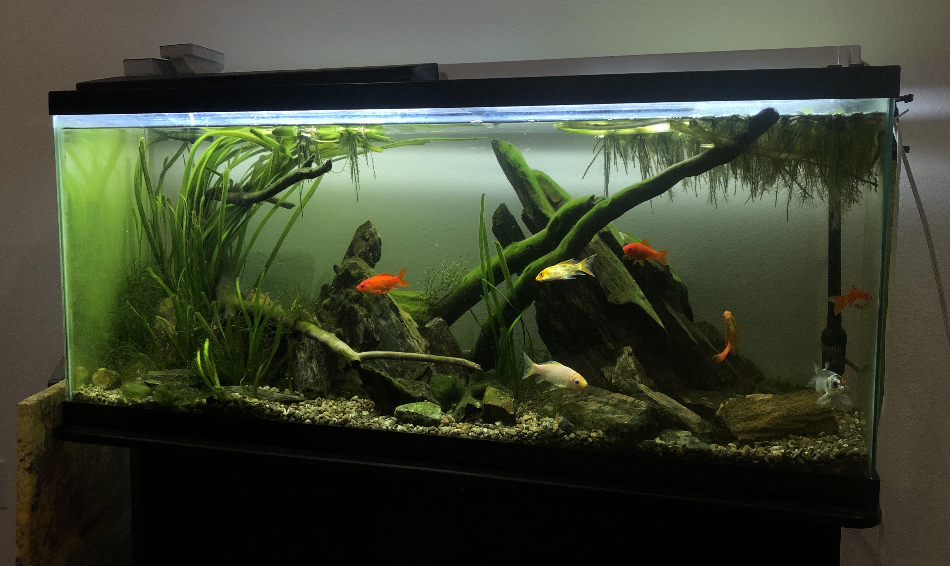 80G goldfish and koi tank! r/Aquariums