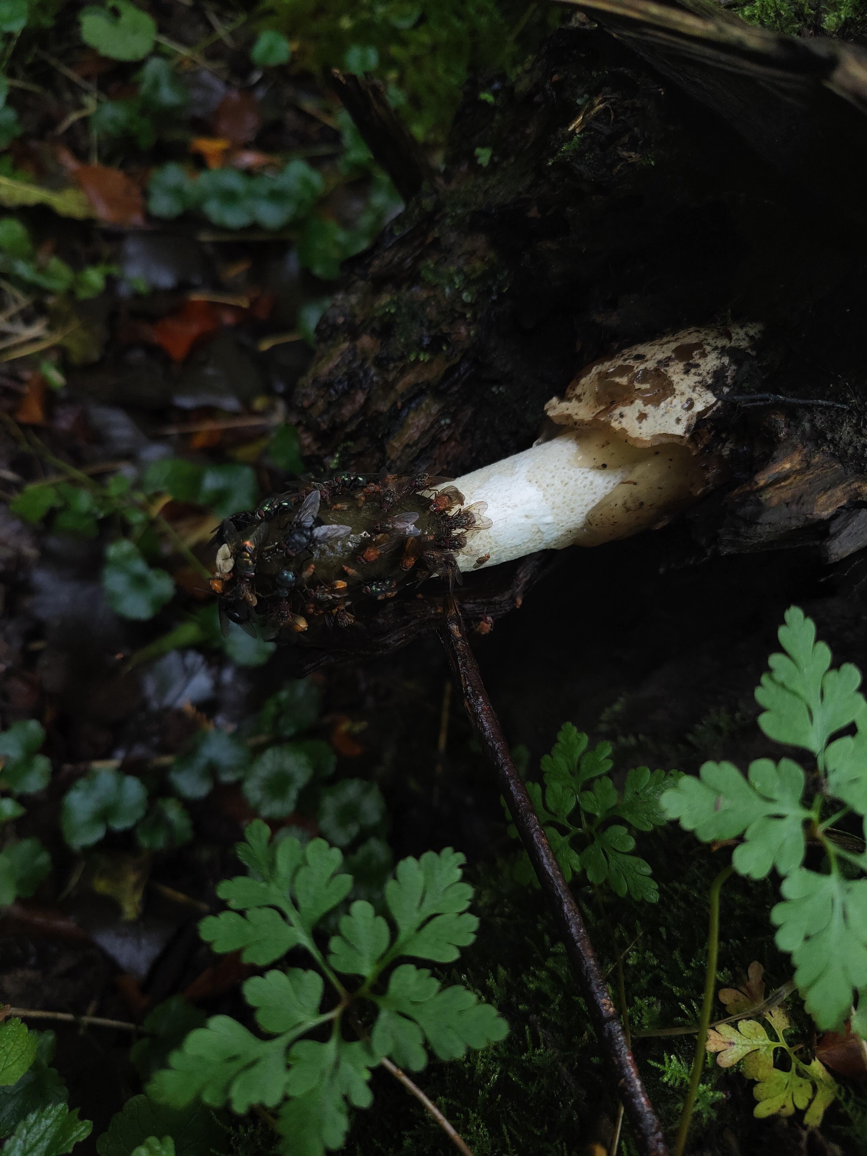 Common stinkhorn r/Mushrooms