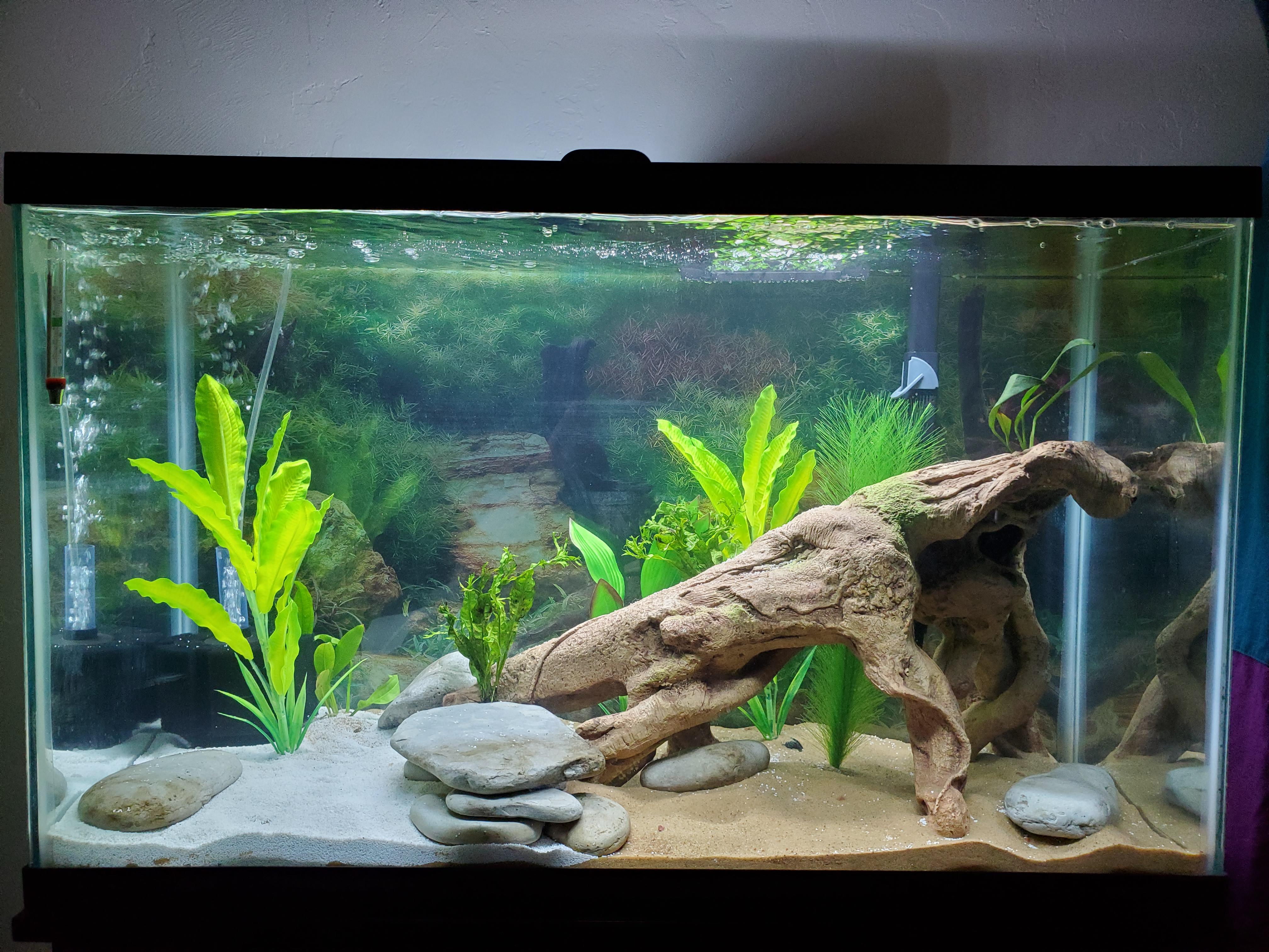 New 29 gallon tank. Mixed real and fake plants because the occupant
