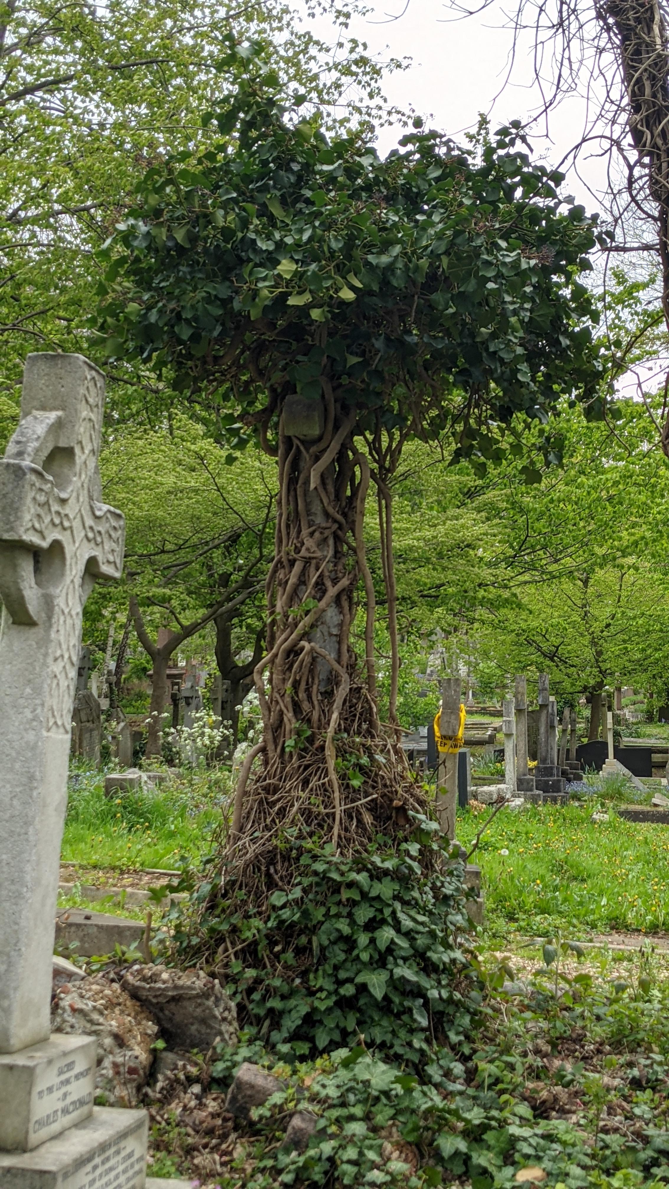 The way this tree is growing around a gravestone, a beautiful reminder