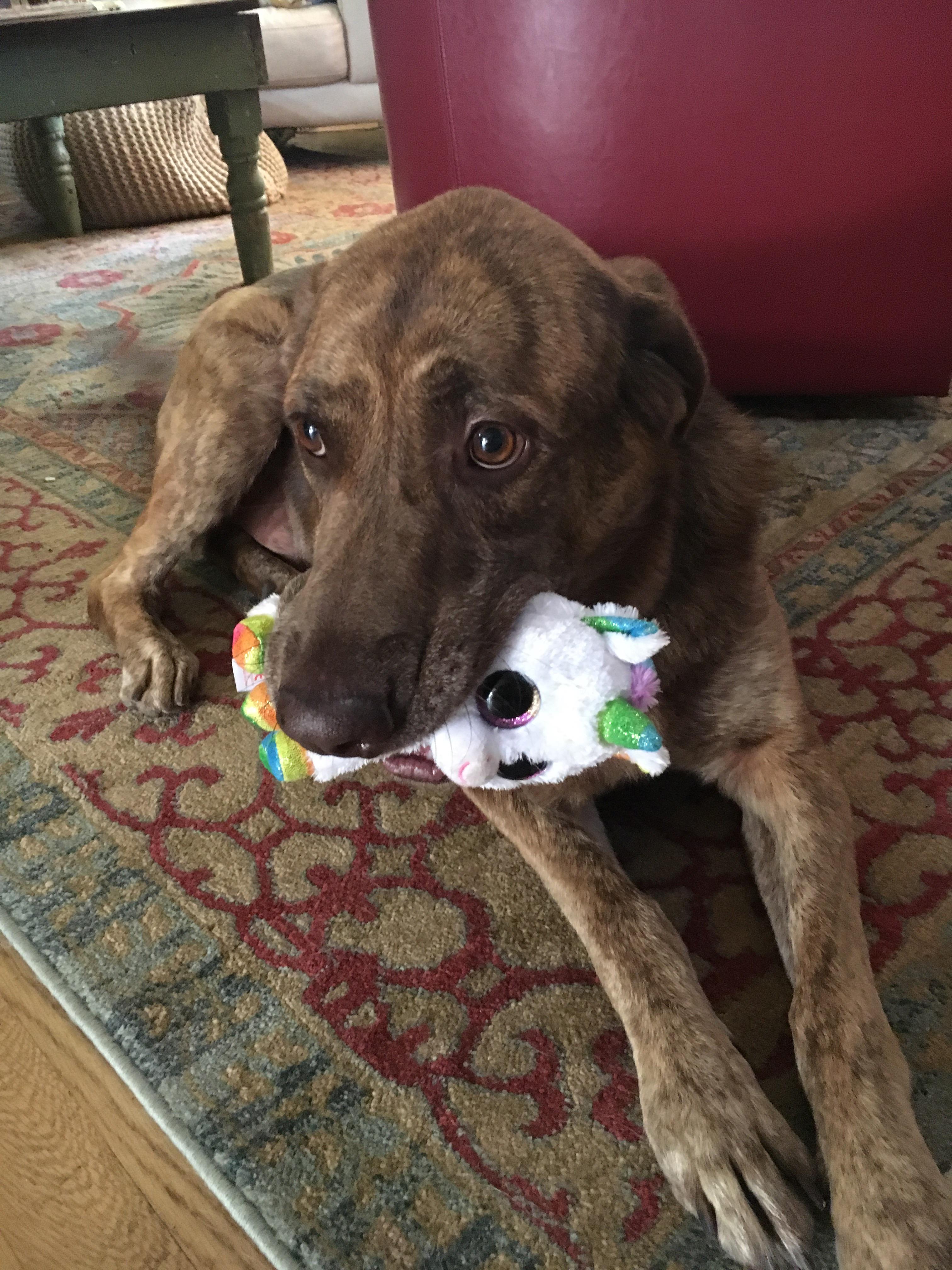 My dog took my unicorn from my desk... sorry I mean HIS unicorn r/aww