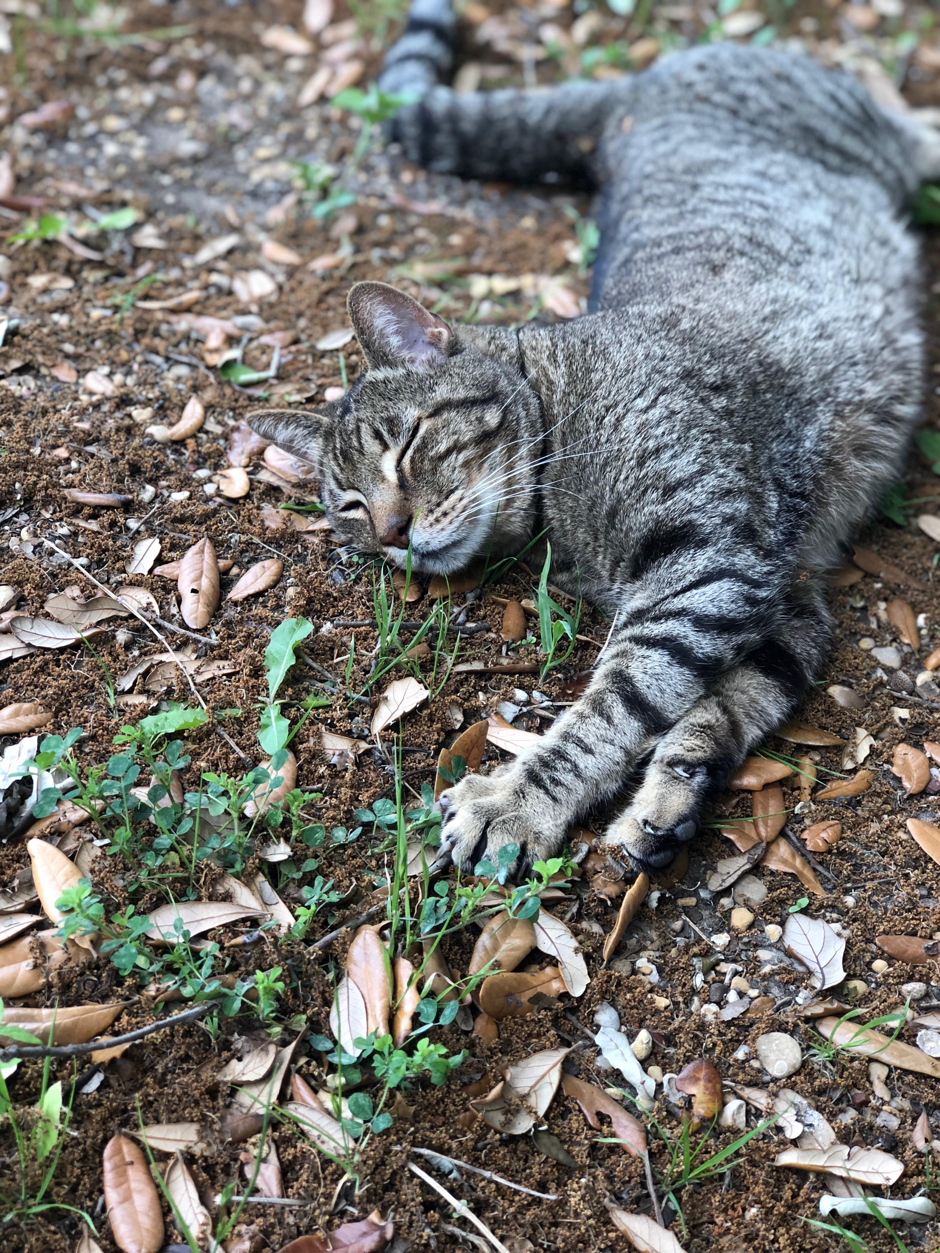 My cat sleeping outside r/pics