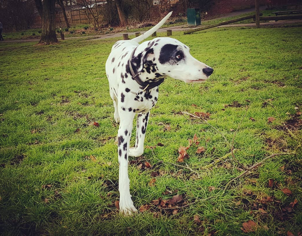 Today I met the great great granddog of Dipstick in 102 Dalmatians (and
