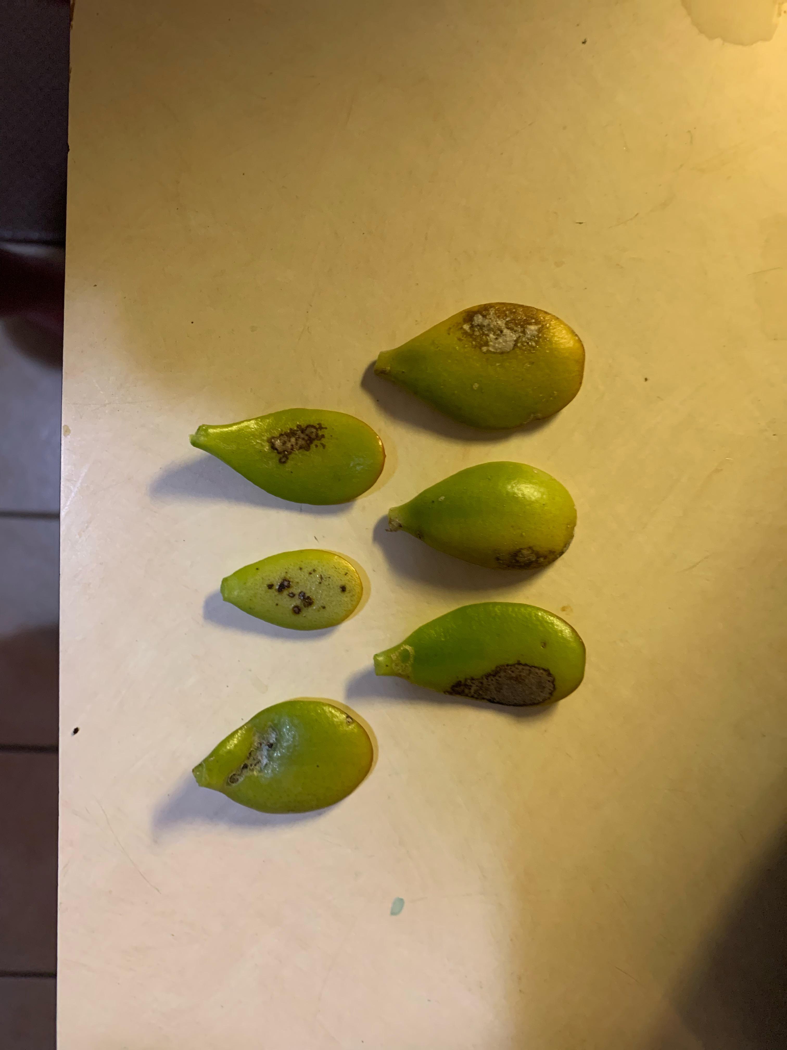 What is this fungus on Jade plant? r/plantclinic