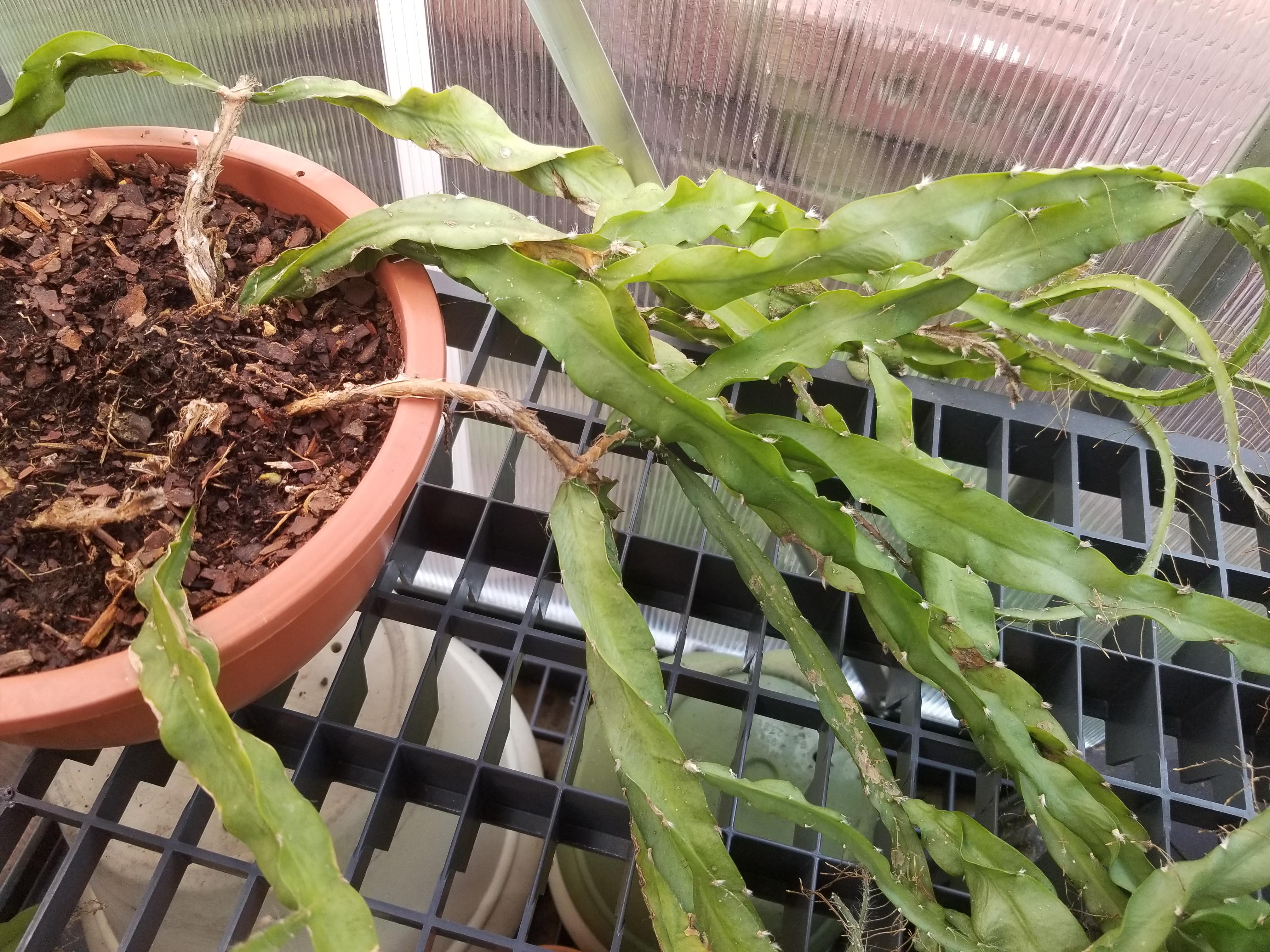 What plant is this? Can you trim & replant it? The ends have roots but