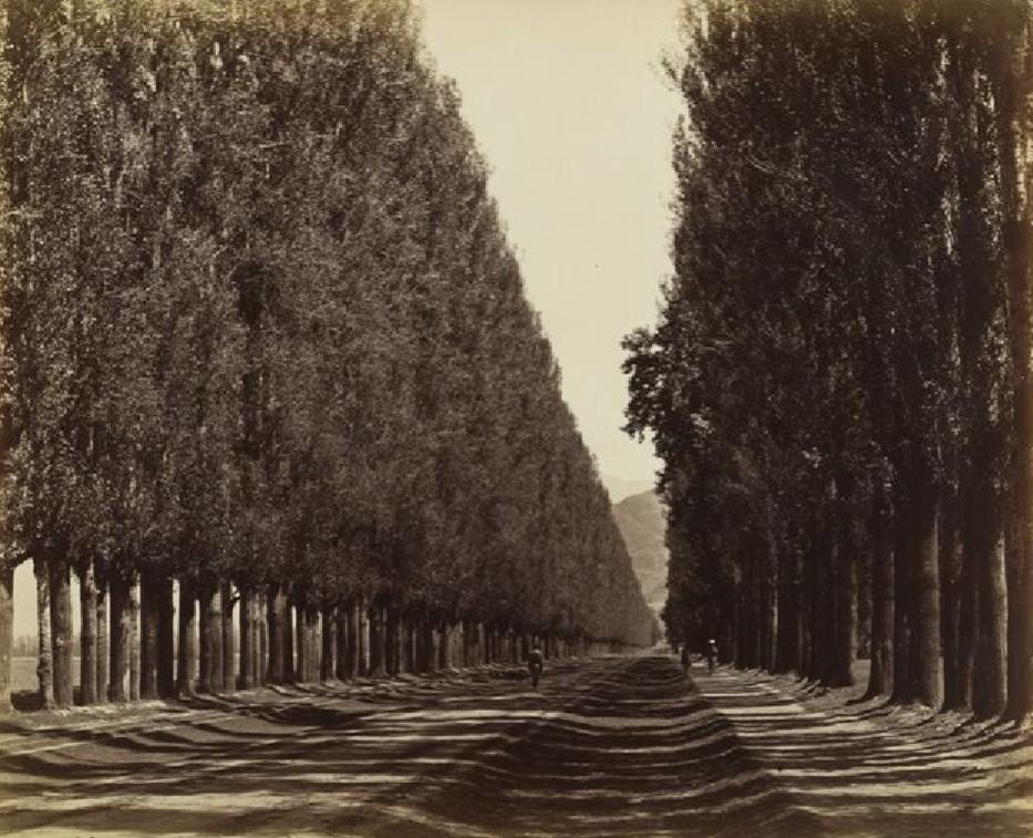 A cart road in Kashmir lined with poplar trees, Photo taken near