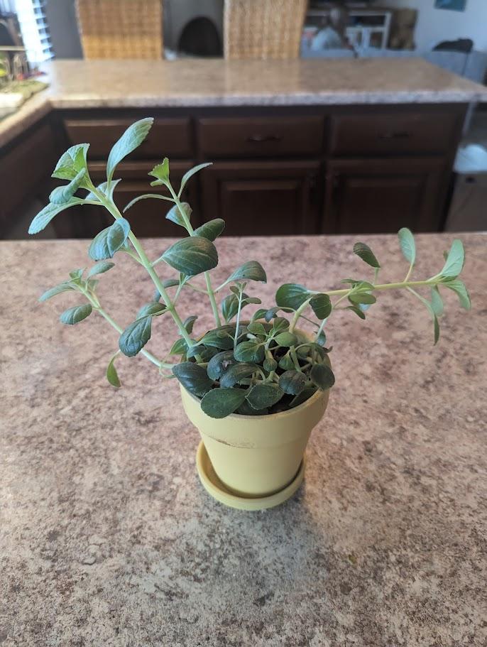 Smells kinda like oregano, but has green stems. Leaf structure is