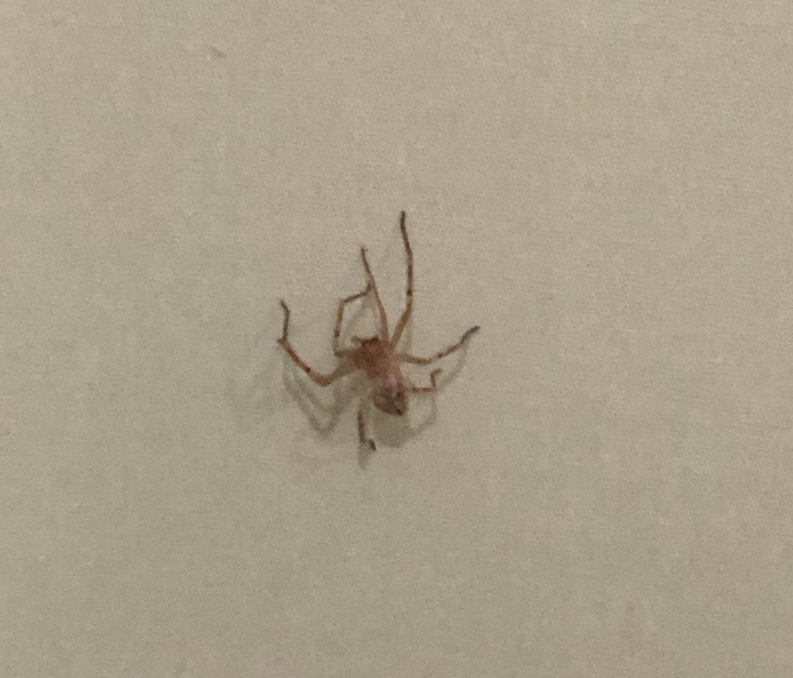 [spider] found her in Jalisco, Mexico. r/whatsthisbug
