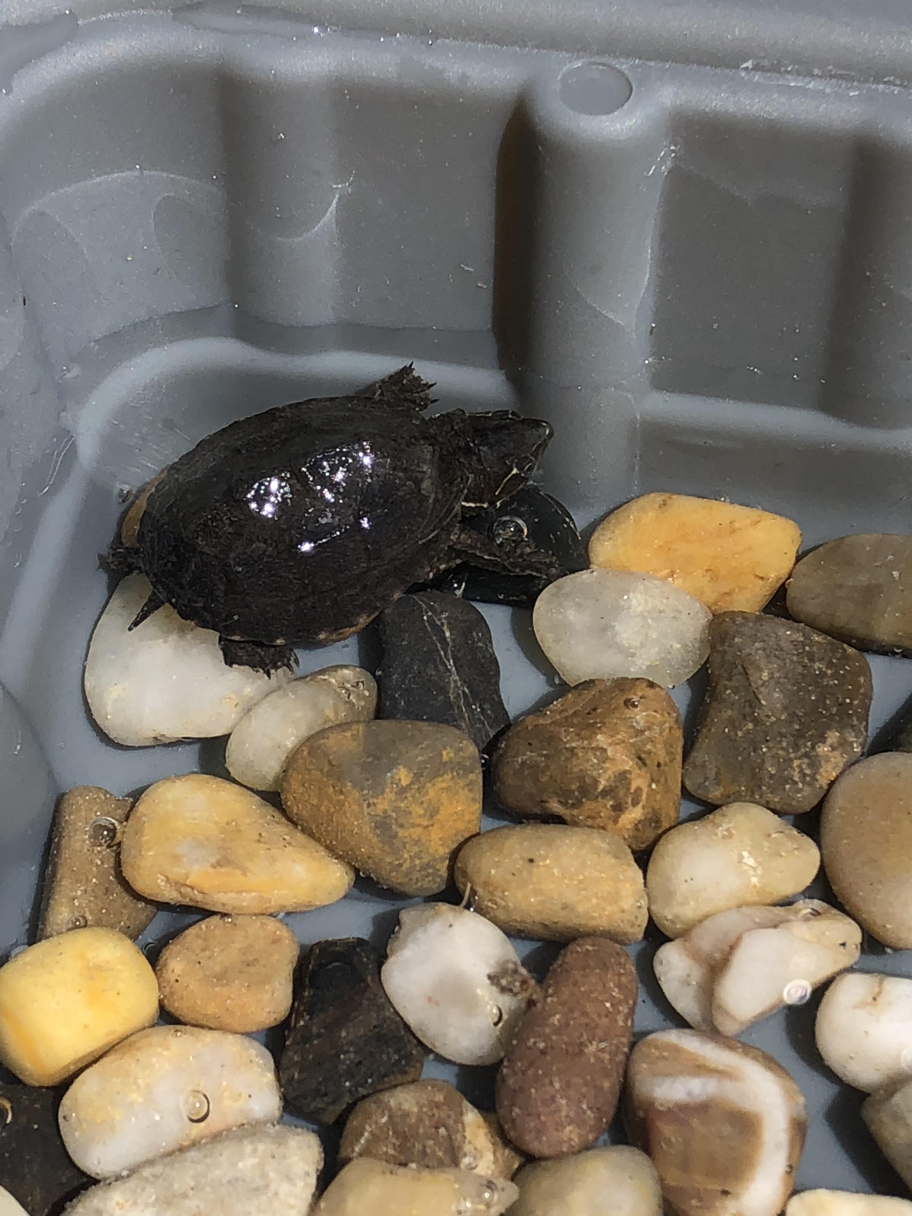 Baby snapping turtle? Found in my pool. r/turtle