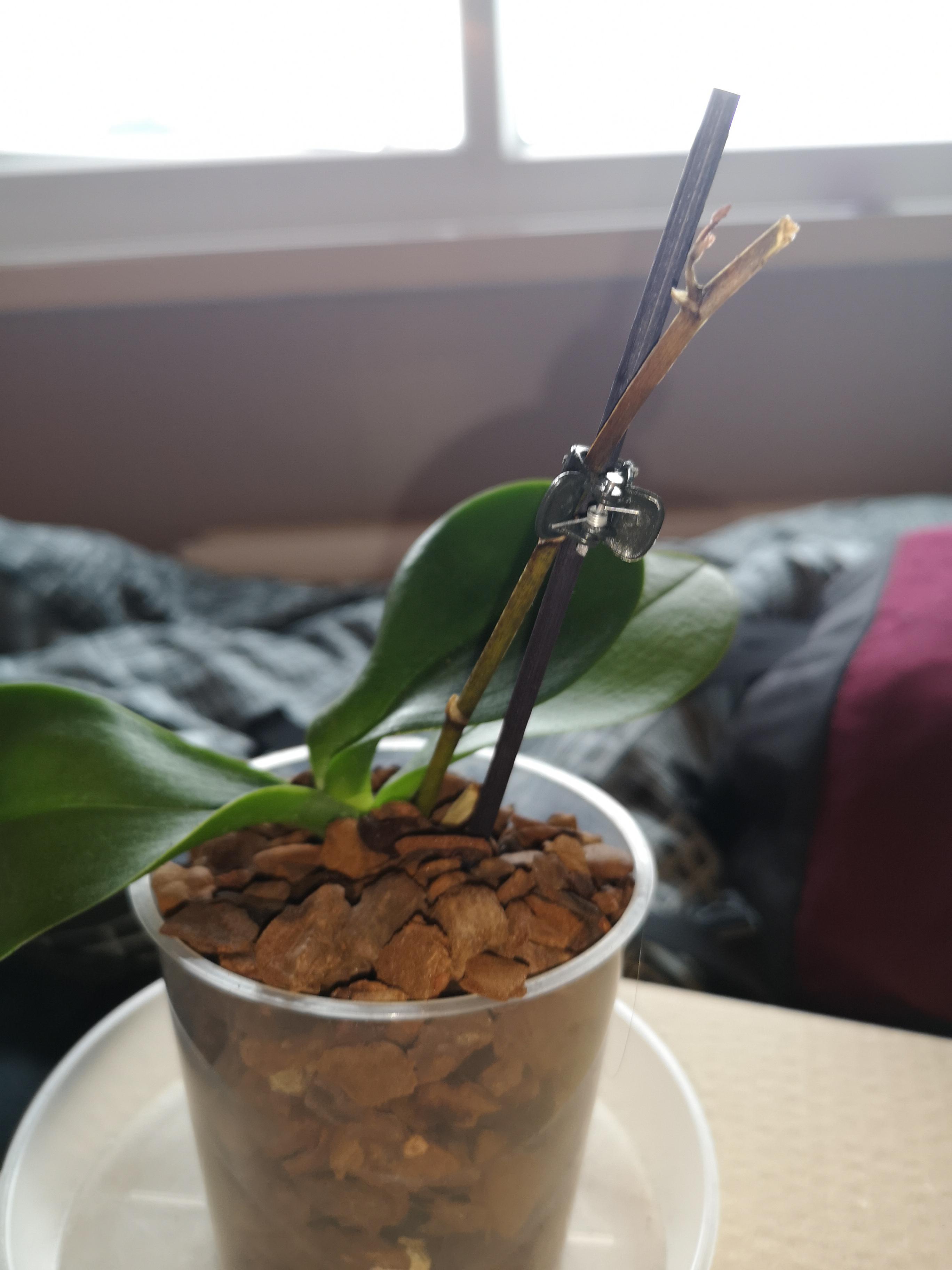 Can someone give some tips on how to look after my orchid, I feel like