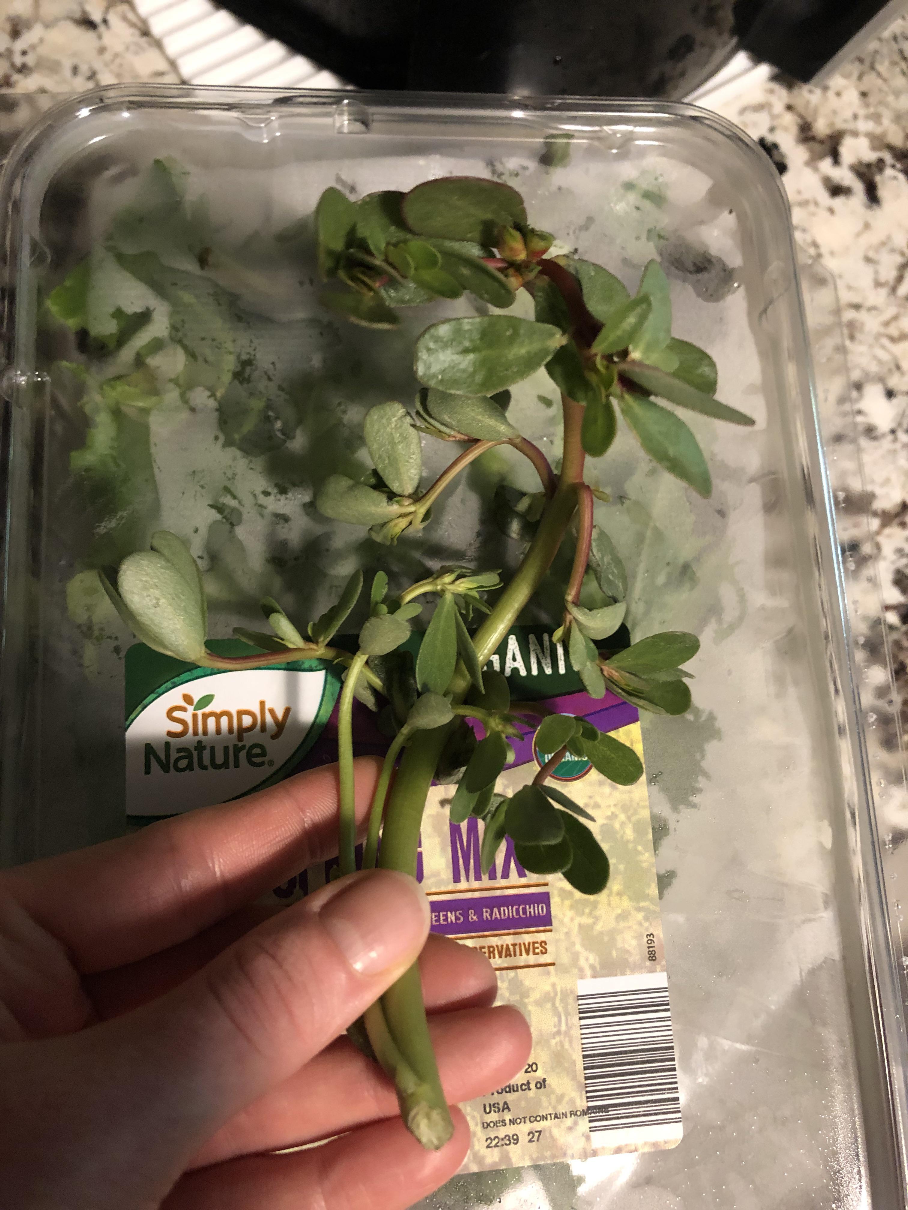 Found in my Aldi spring mix r/aldi