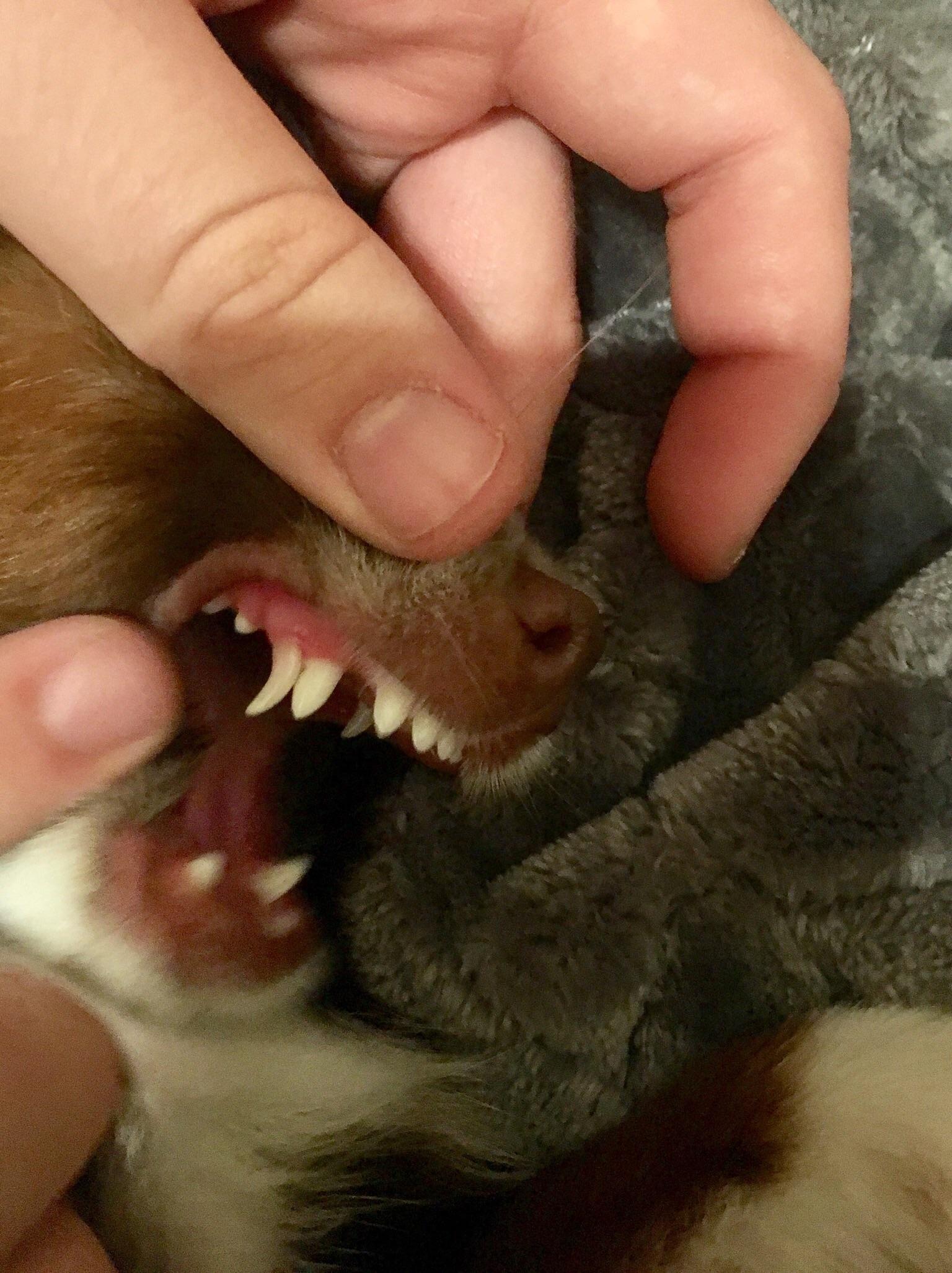 Do Dogs Teeth Twice