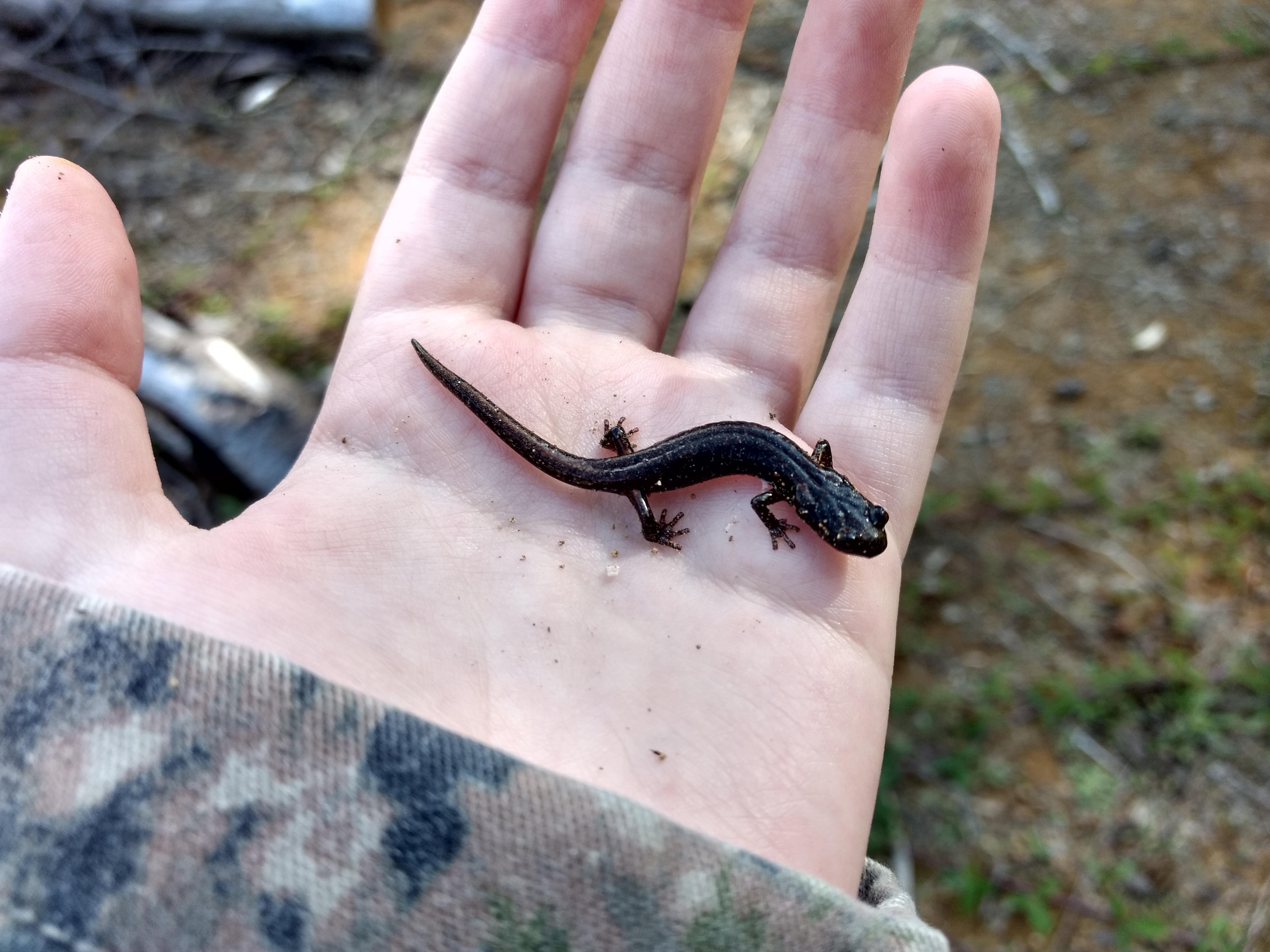 Mini Black Salamander r/aww