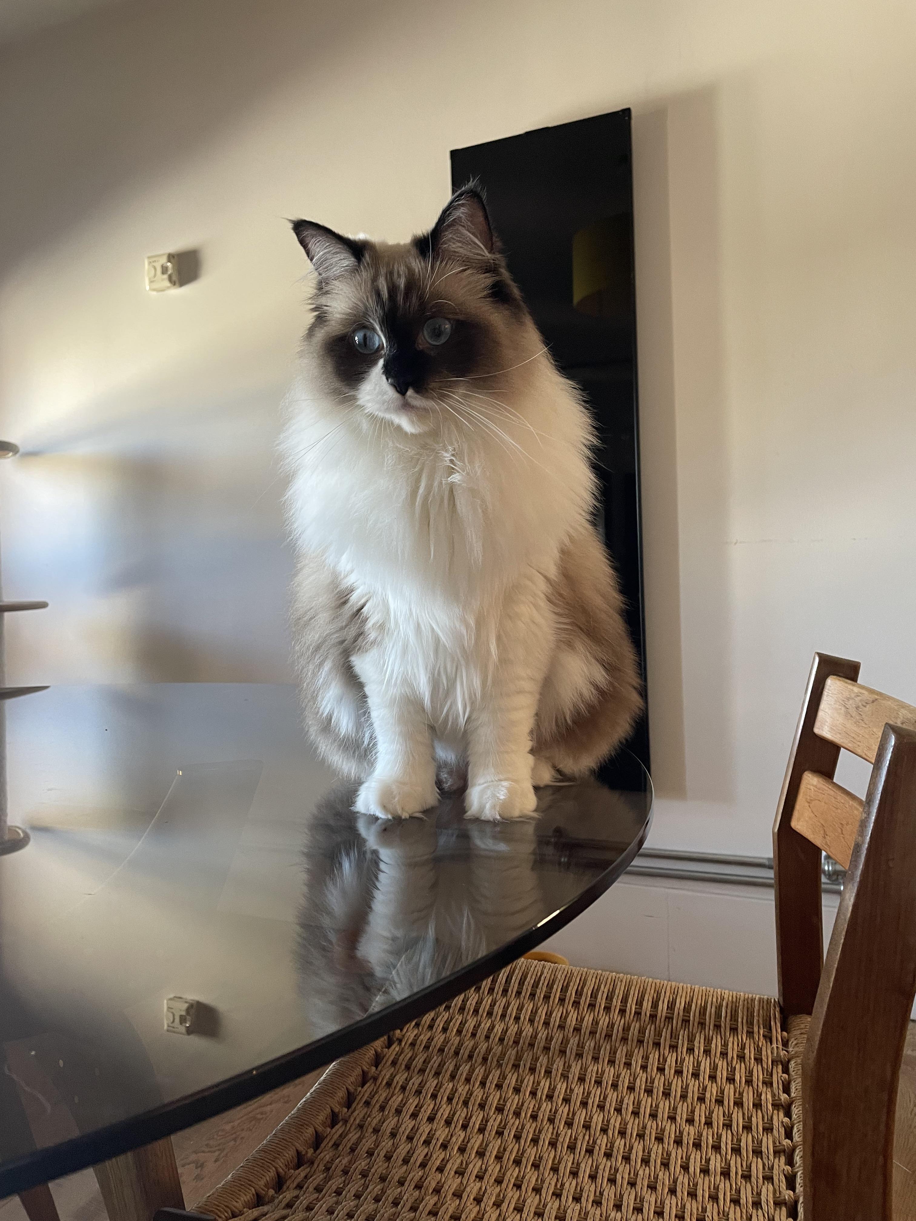 The beginning of a beautiful winter coat! r/ragdolls