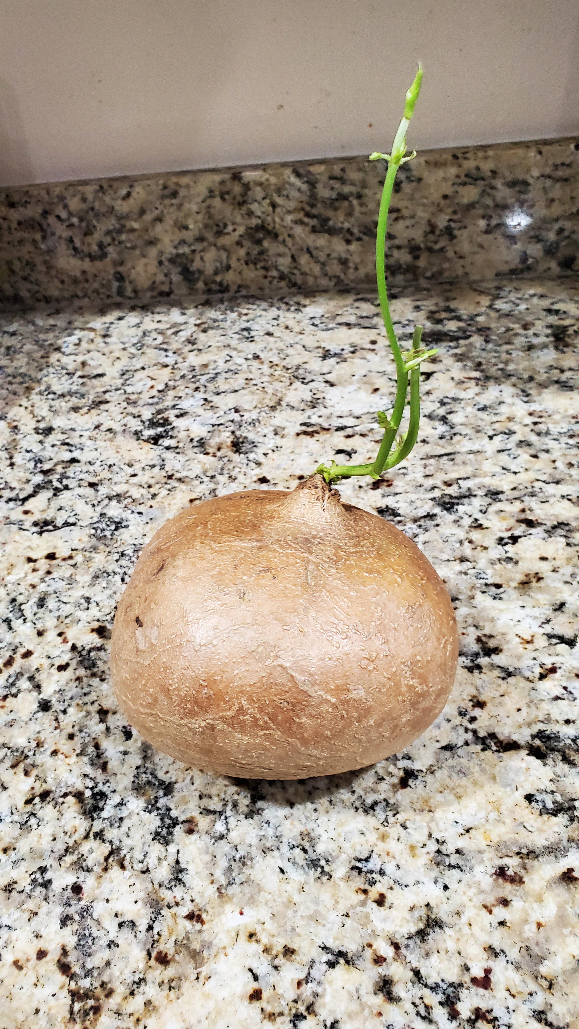Can I Grow Jicama From One That's Sprouting Like This? I'm In Zone 8B