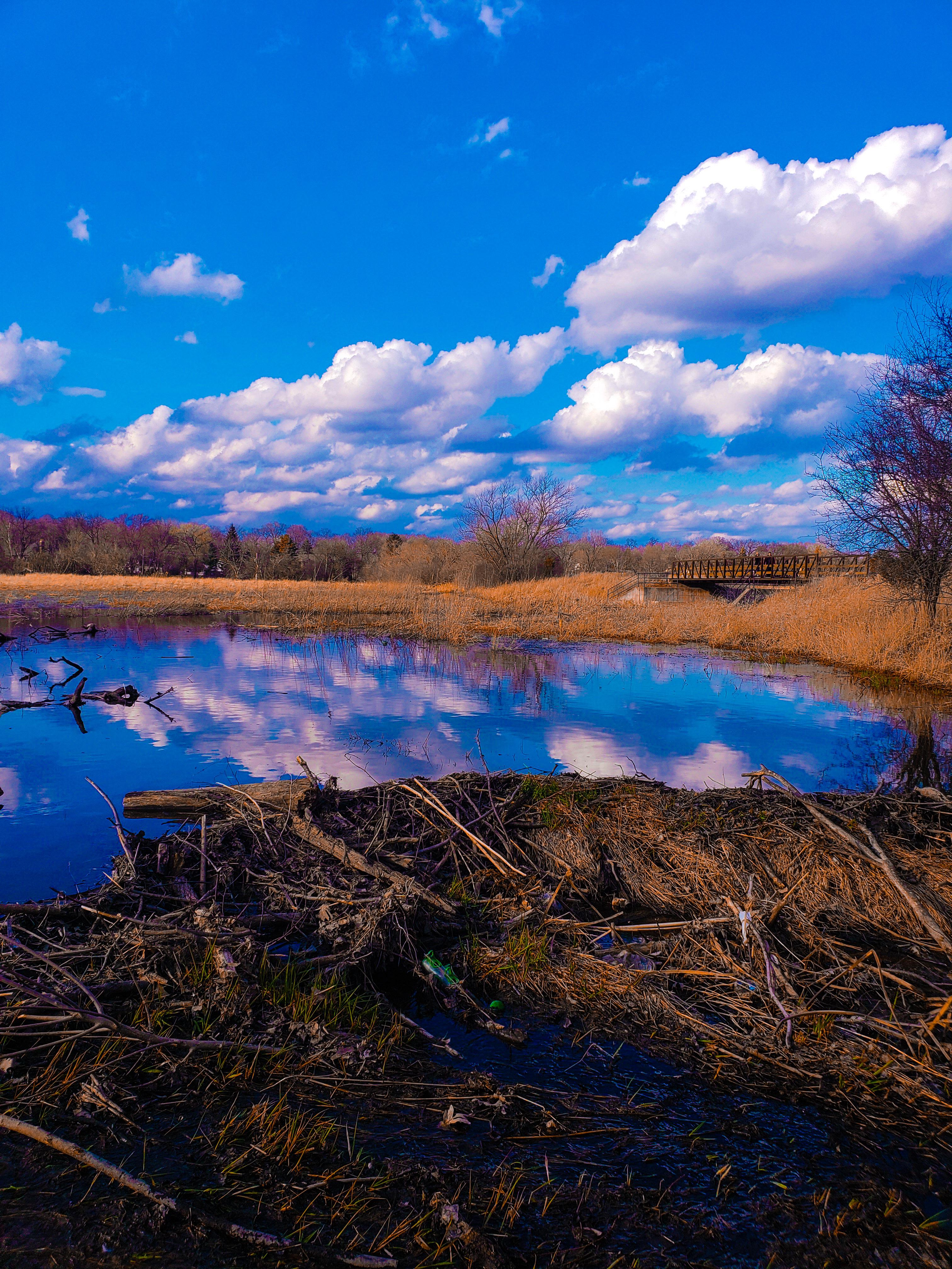 Meacham Grove Forest Preserve Bloomingdale, IL [3024x4032] [OC] r