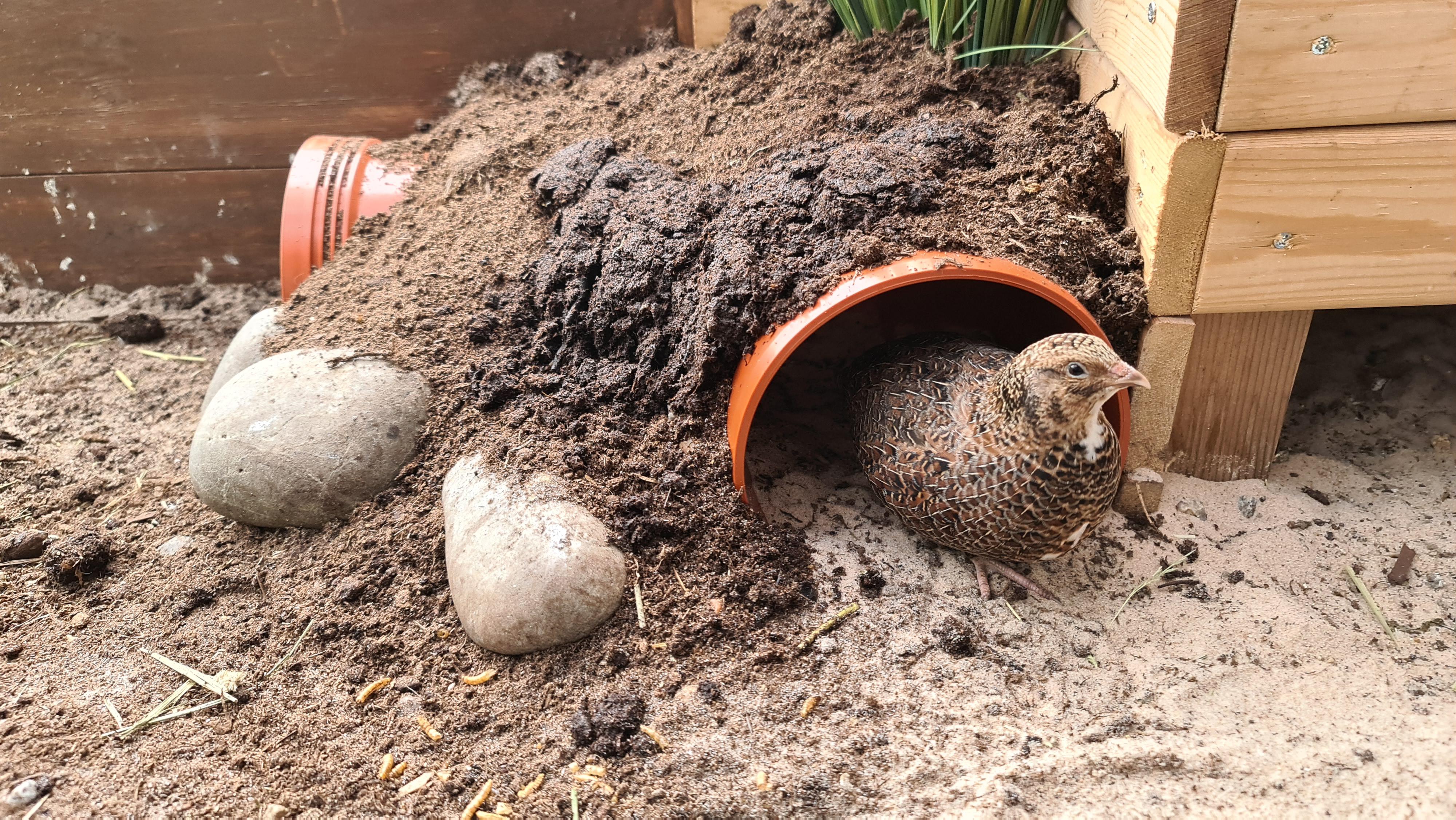 Quail Toys r/coturnixquail