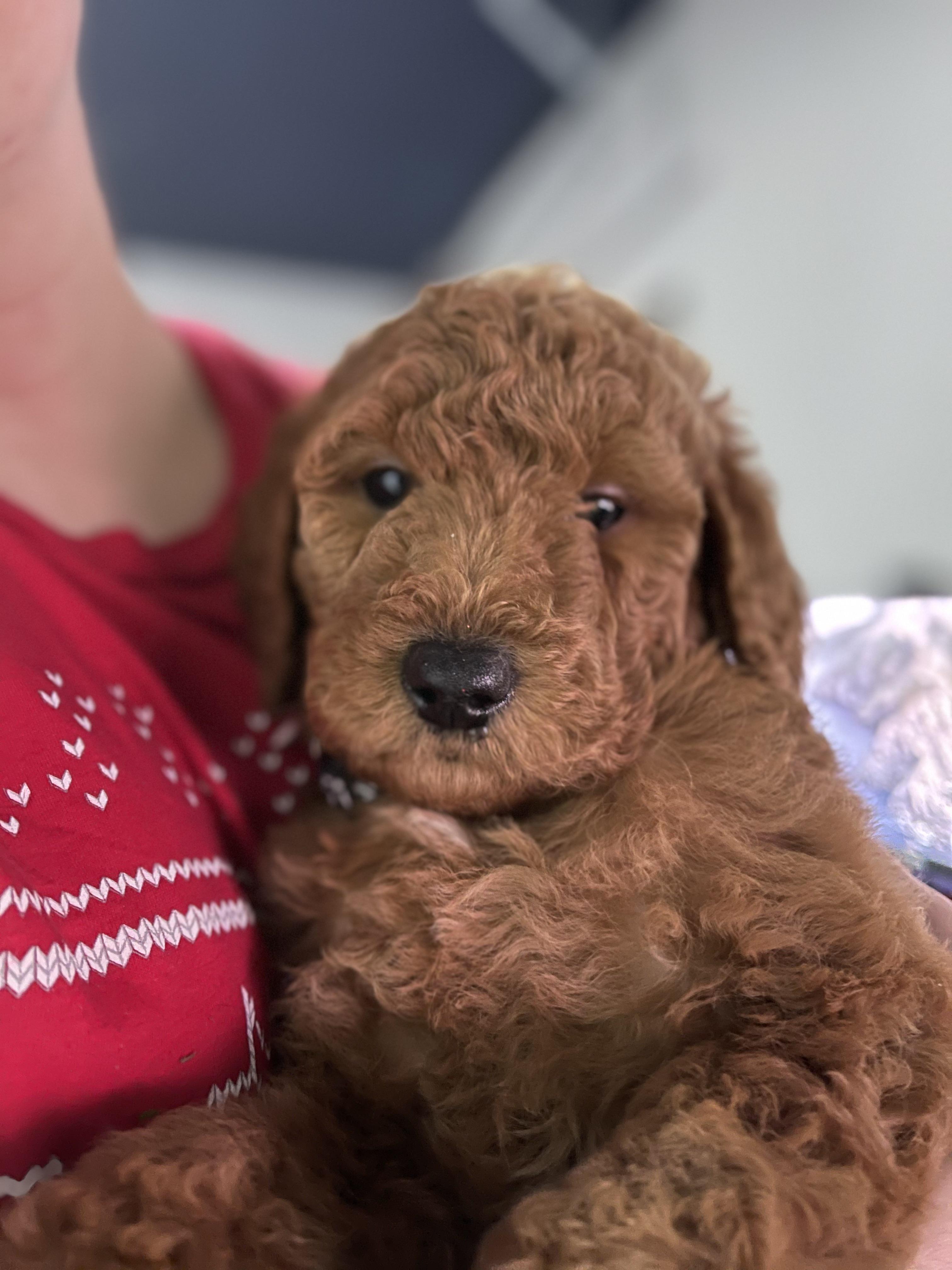 We this cute little guy to our family this Christmas! He is