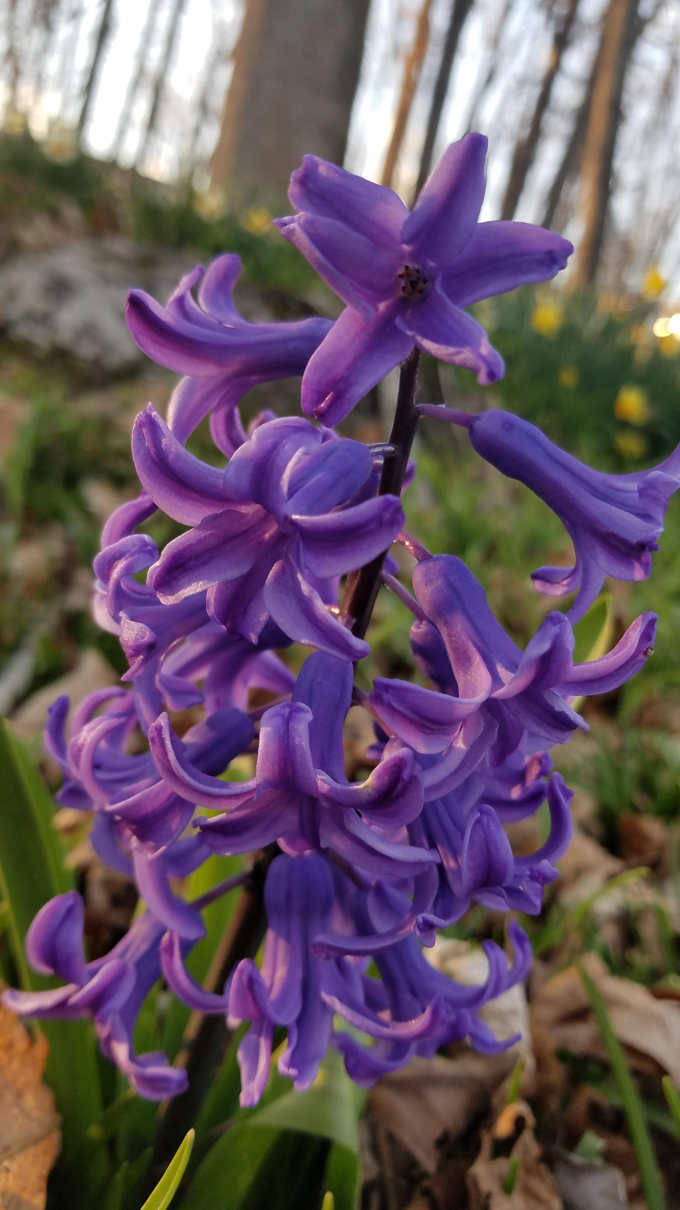 These bloom every year in my yard (N.E. Tennessee) r/whatsthisplant