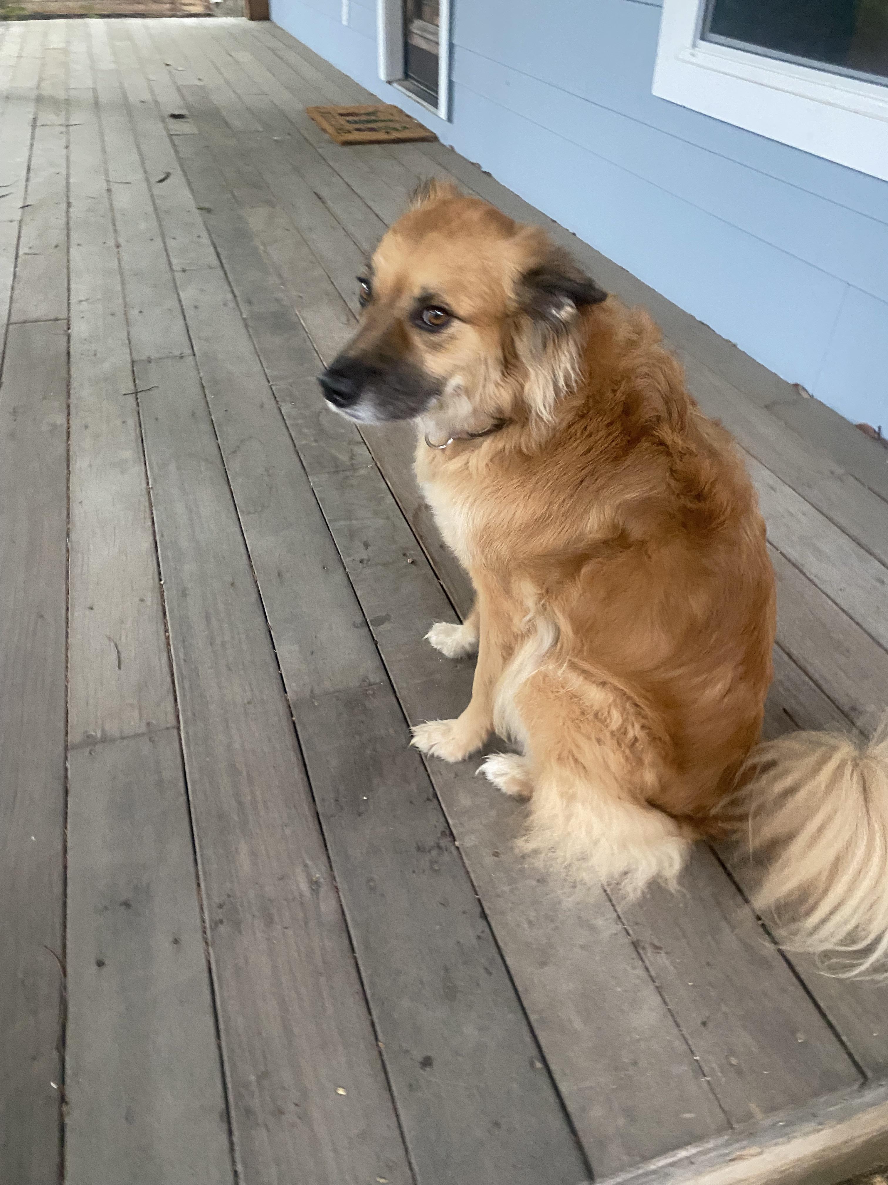 Found Dog in East Austin. This guy showed up at our house in East